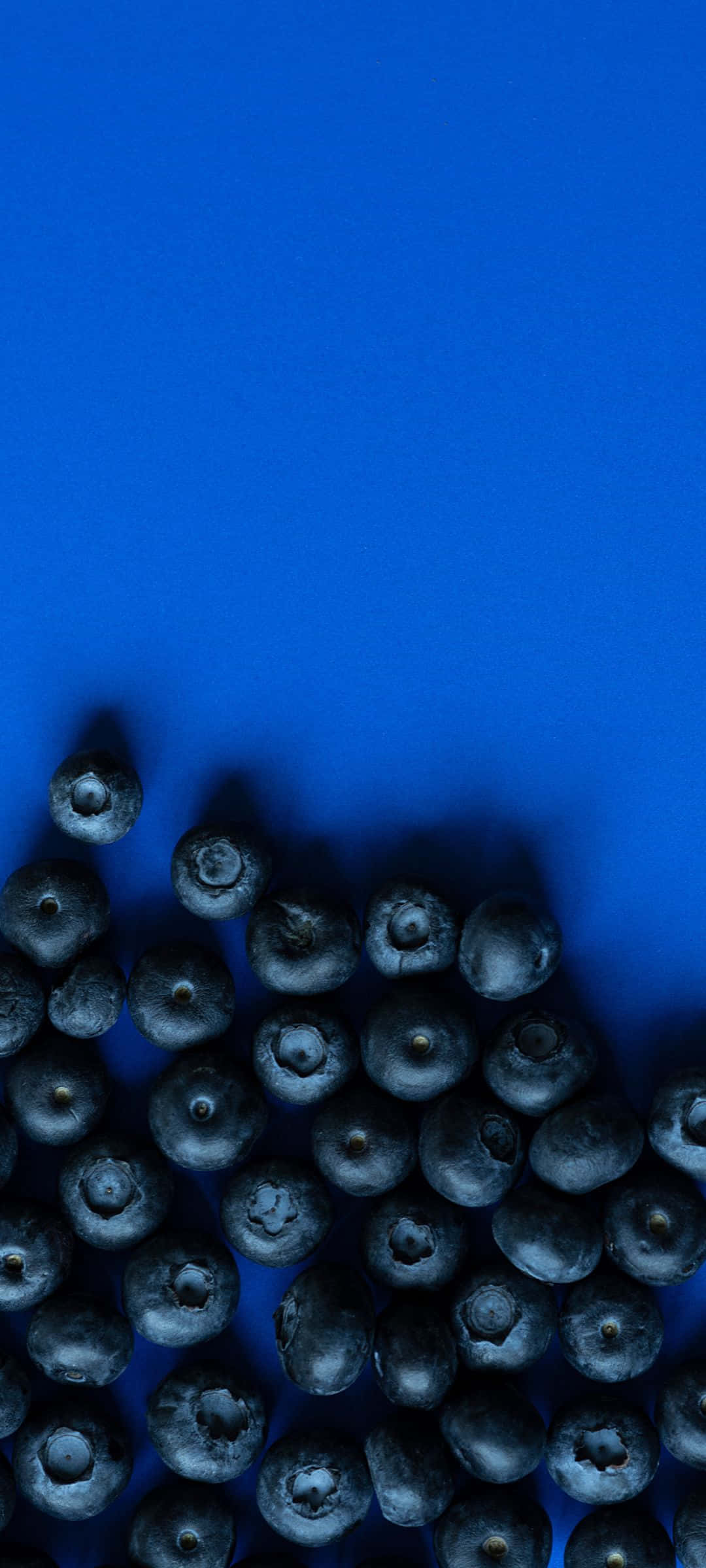 1080x2400 桌布 壁紙 — 一堆新鮮藍莓放在底部，背景為純皇家藍色。