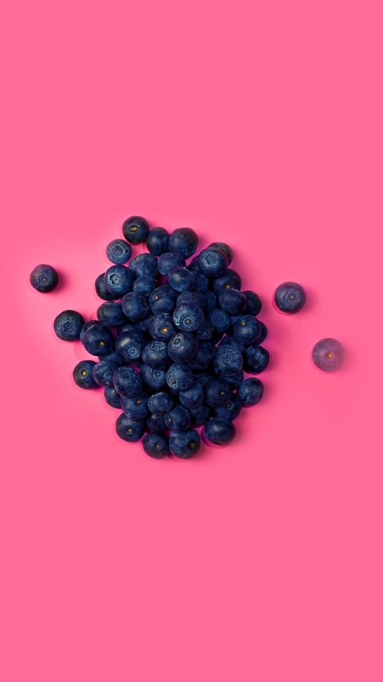 Blueberry 桌布 壁紙 — 一堆新鮮藍莓散落在鮮豔的粉紅色背景上，充滿活力。