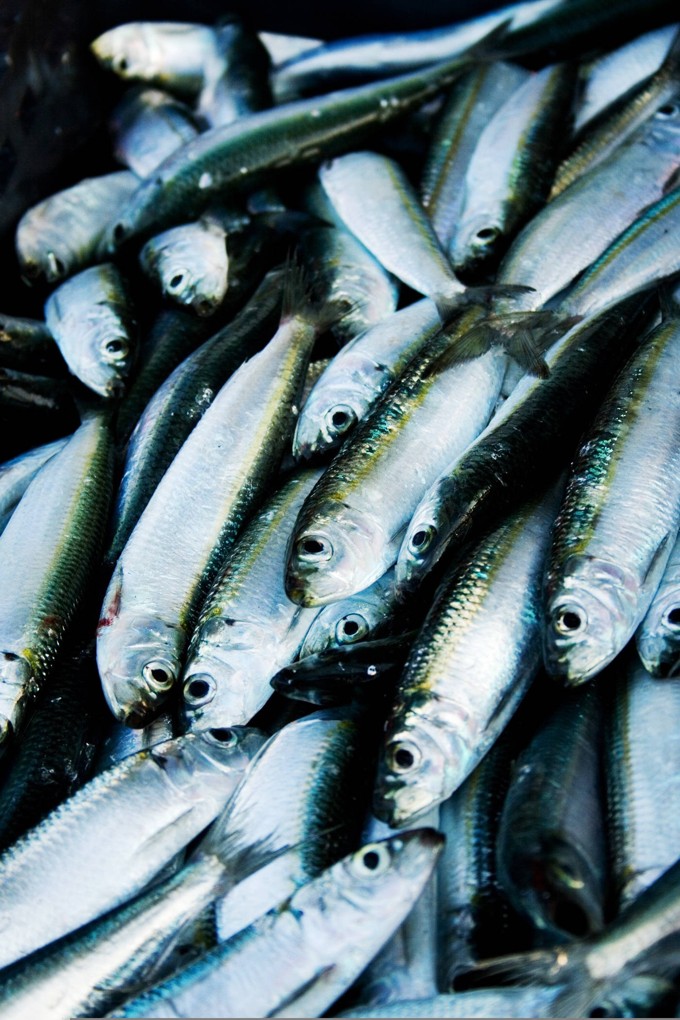 Herring 桌布 壁紙 — 一堆新鮮銀色沙丁魚，在冷色燈光下閃爍著水光。