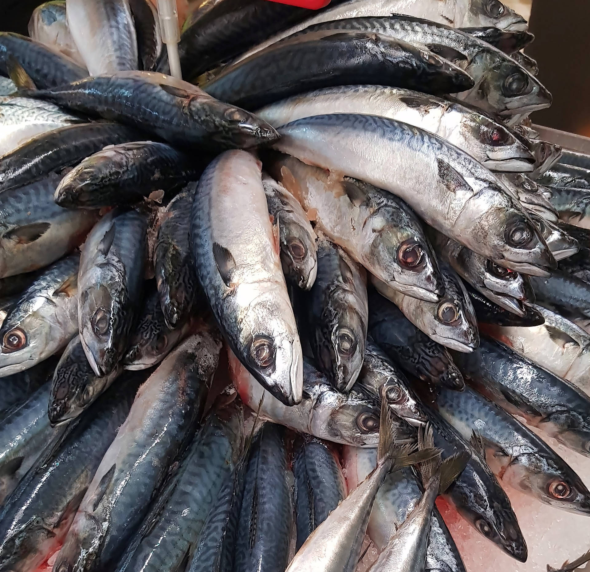 魚 桌布 壁紙 — 一堆新鮮鯖魚的特寫，魚身帶有閃亮的銀色鱗片和紅色眼睛，陳列在市場攤位的冰上。