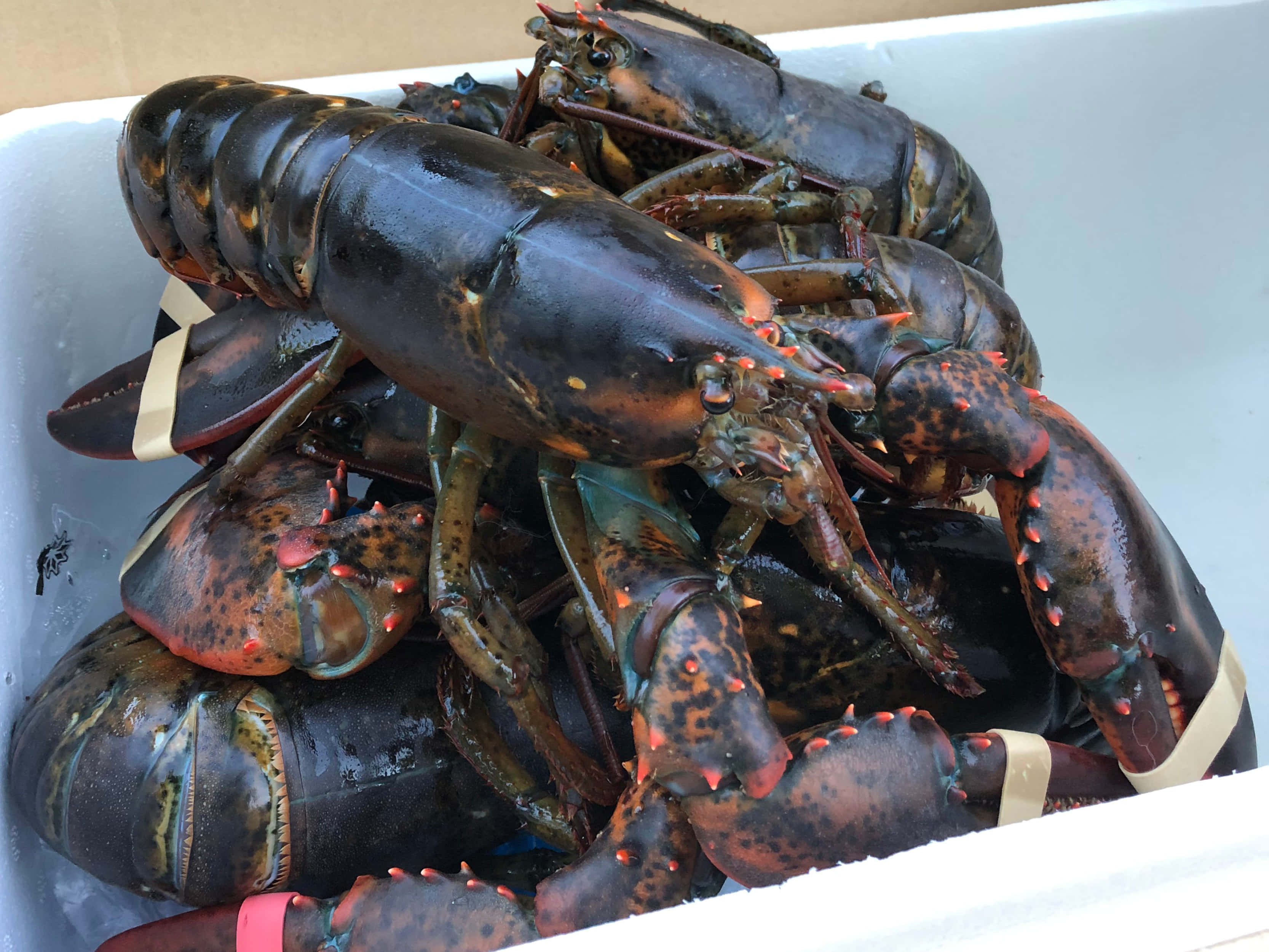 Lobster 桌布 壁紙 — 一堆活龍蝦，深色外殼，紅色爪尖，放在白色發泡膠容器中。