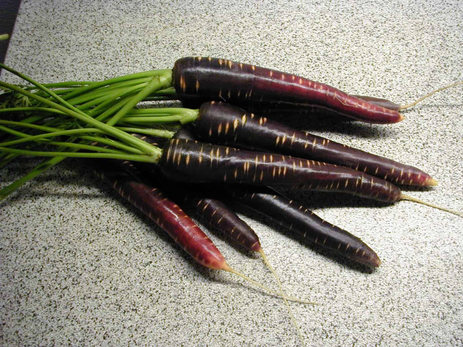 Purple Carrots 桌布 壁紙 — 一堆深紫色的胡蘿蔔，帶有綠色的頂部，放在一個有斑點的檯面上。