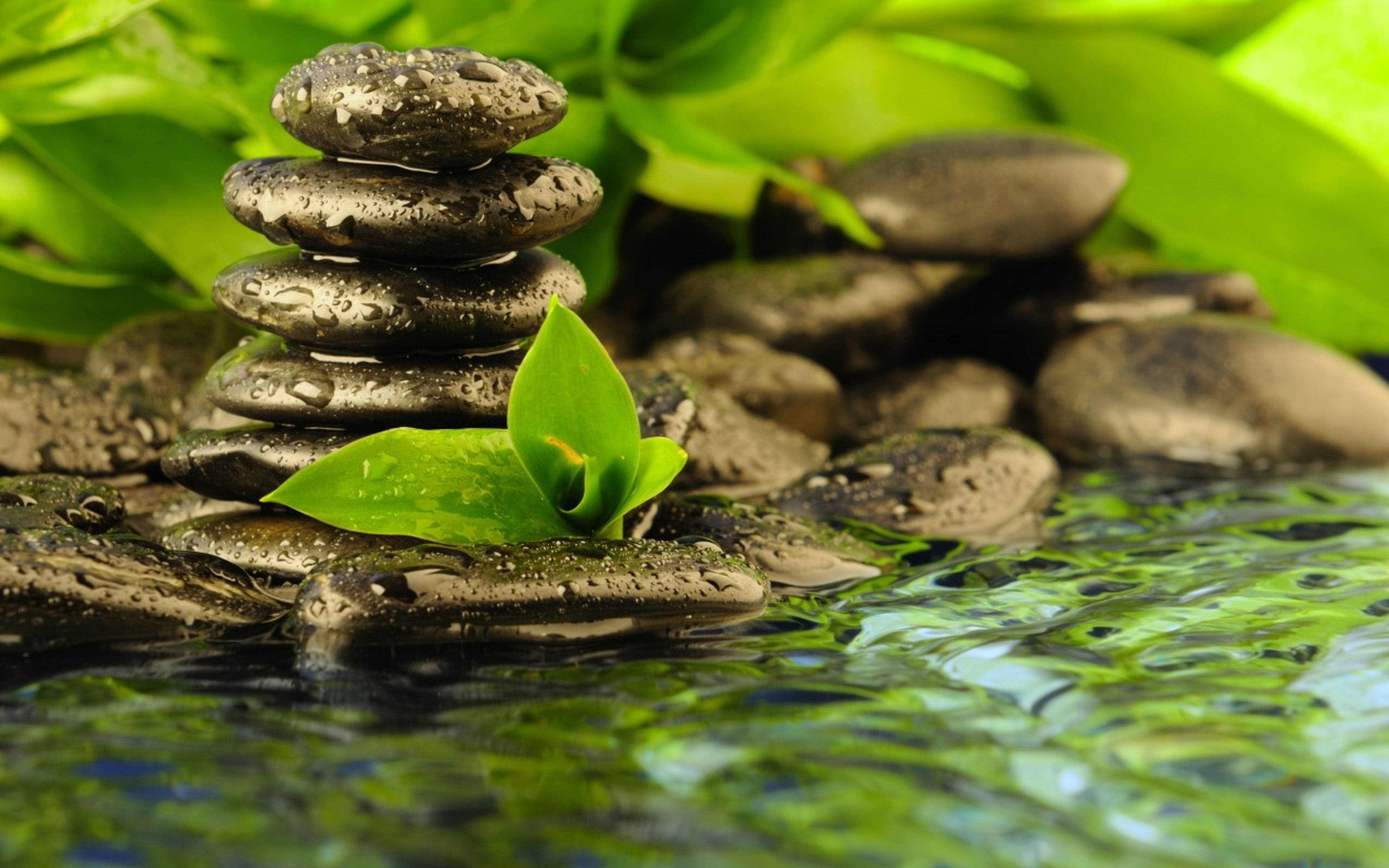 禪 桌布 壁紙 — 一堆濕潤的深色石頭平靜地平衡在水面上，周圍環繞著鮮綠的葉子。