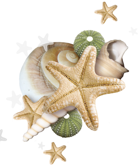 Sea Shell 桌布 壁紙 — 一堆米色海星和各式貝殼，配上綠色海膽，襯托在純黑背景上。