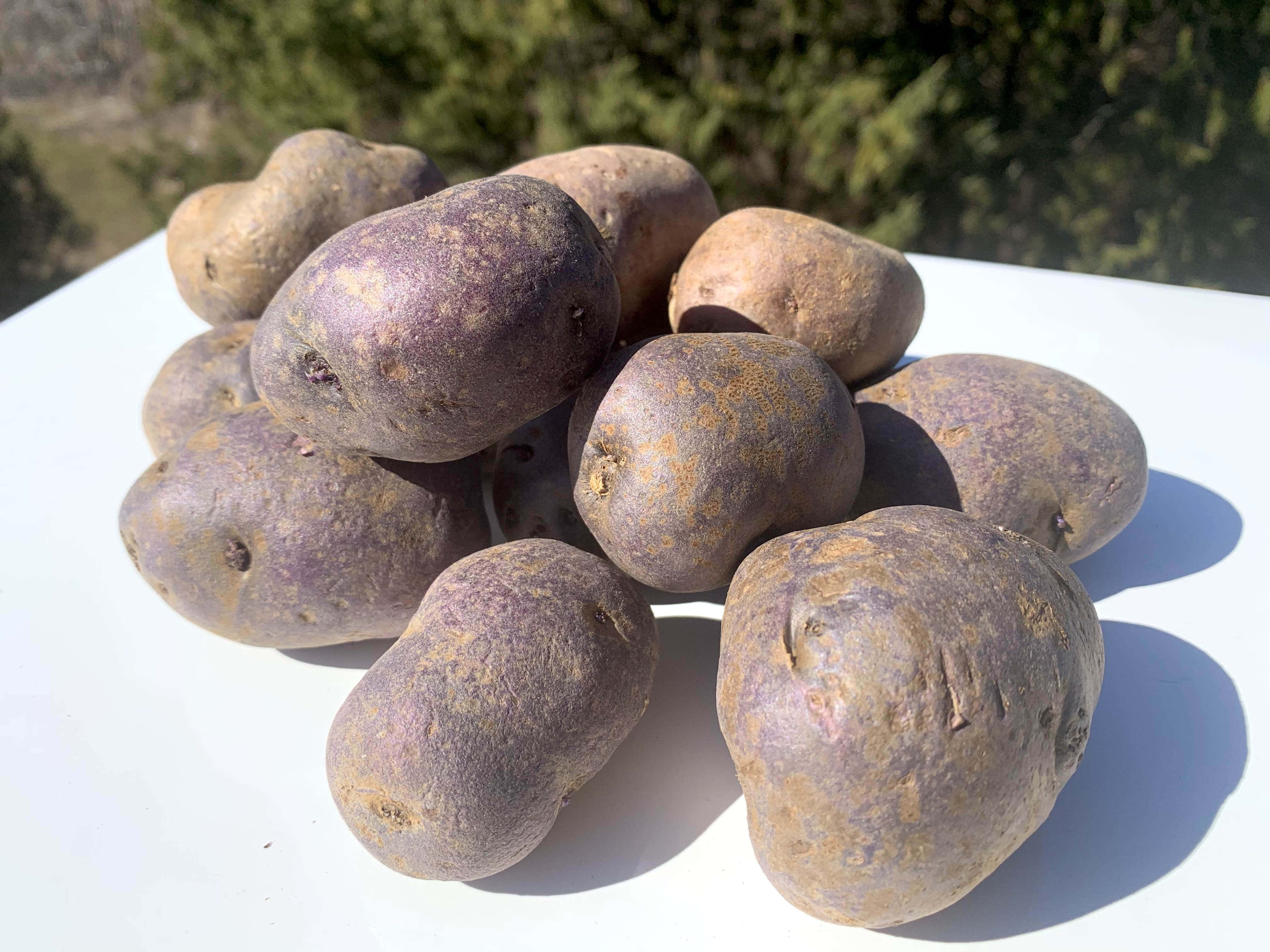 Purple Potato 桌布 壁紙 — 一堆粗糙外皮的紫色馬鈴薯放在白色表面上，在明亮的陽光下，背景有模糊的綠色樹葉。