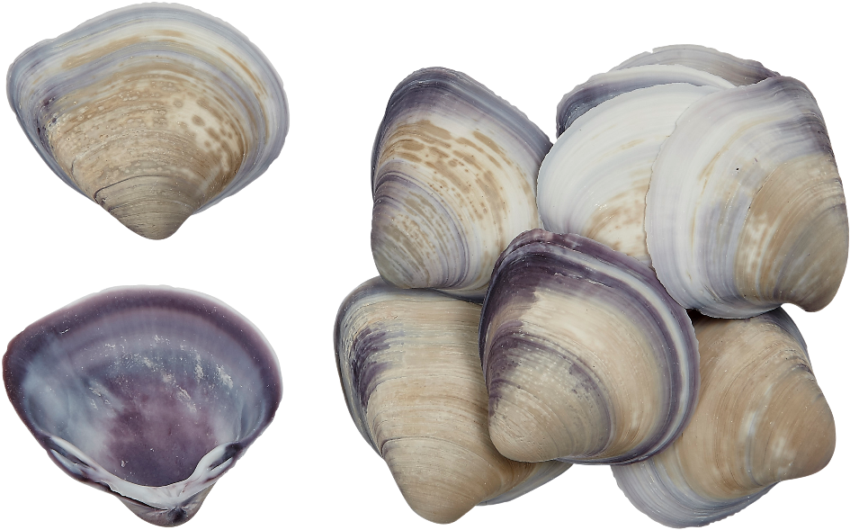 Sea Shell 桌布 壁紙 — 一堆紫色和米色的蛤殼，帶有複雜的脊紋和光滑的內部，襯托在黑色背景上。