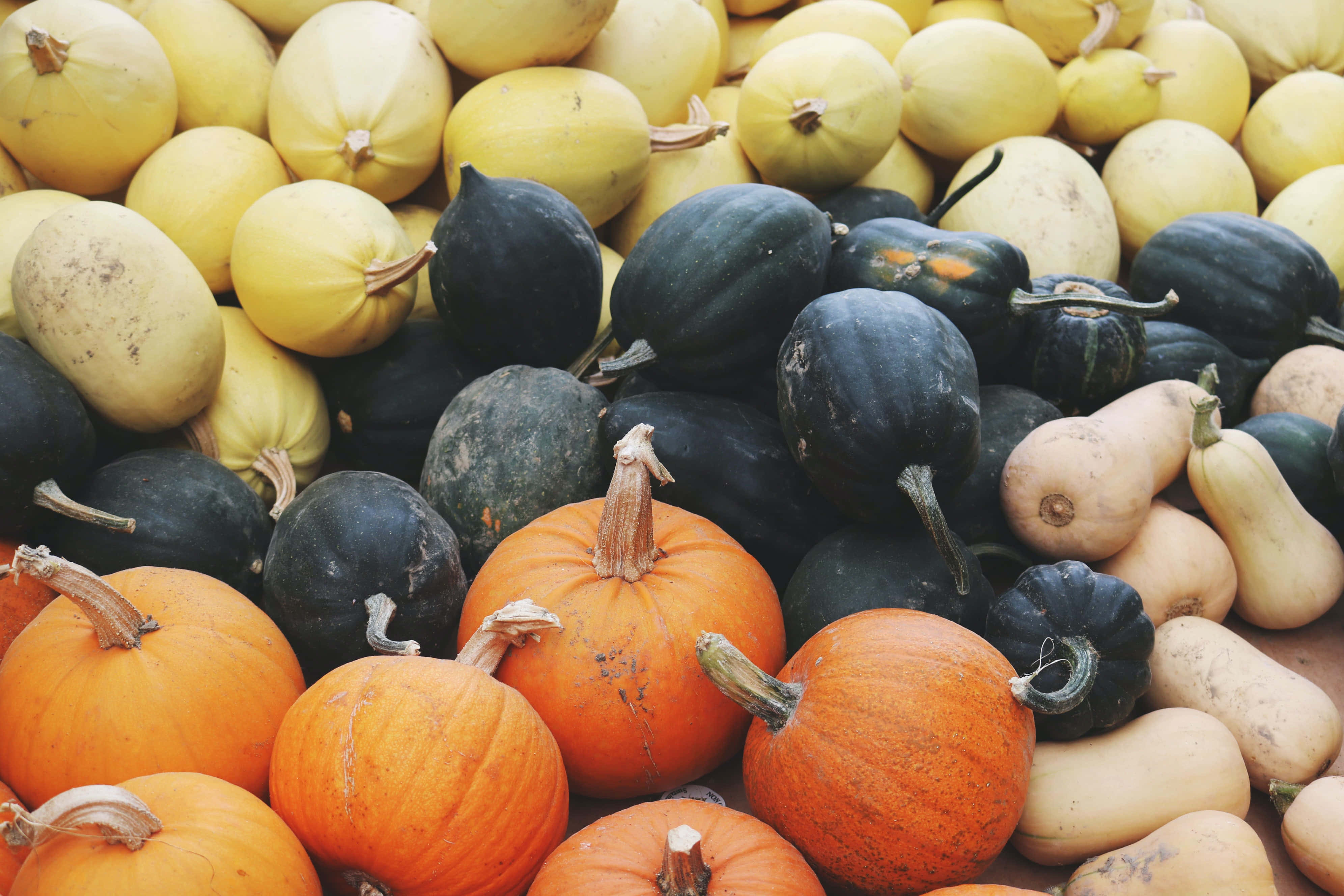 Pumpkin Patch 桌布 壁紙 — 一堆色彩繽紛的南瓜和西葫蘆，呈現橙色、黃色和深綠色調。