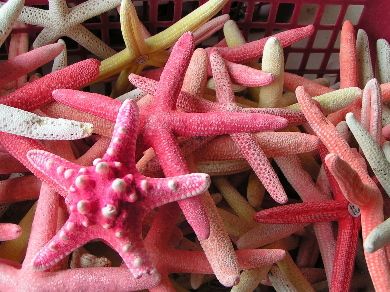 Starfish 桌布 壁紙 — 一堆色彩繽紛的海星，有粉紅色、橙色和黃色，放在一個紅色塑膠籃子裡。