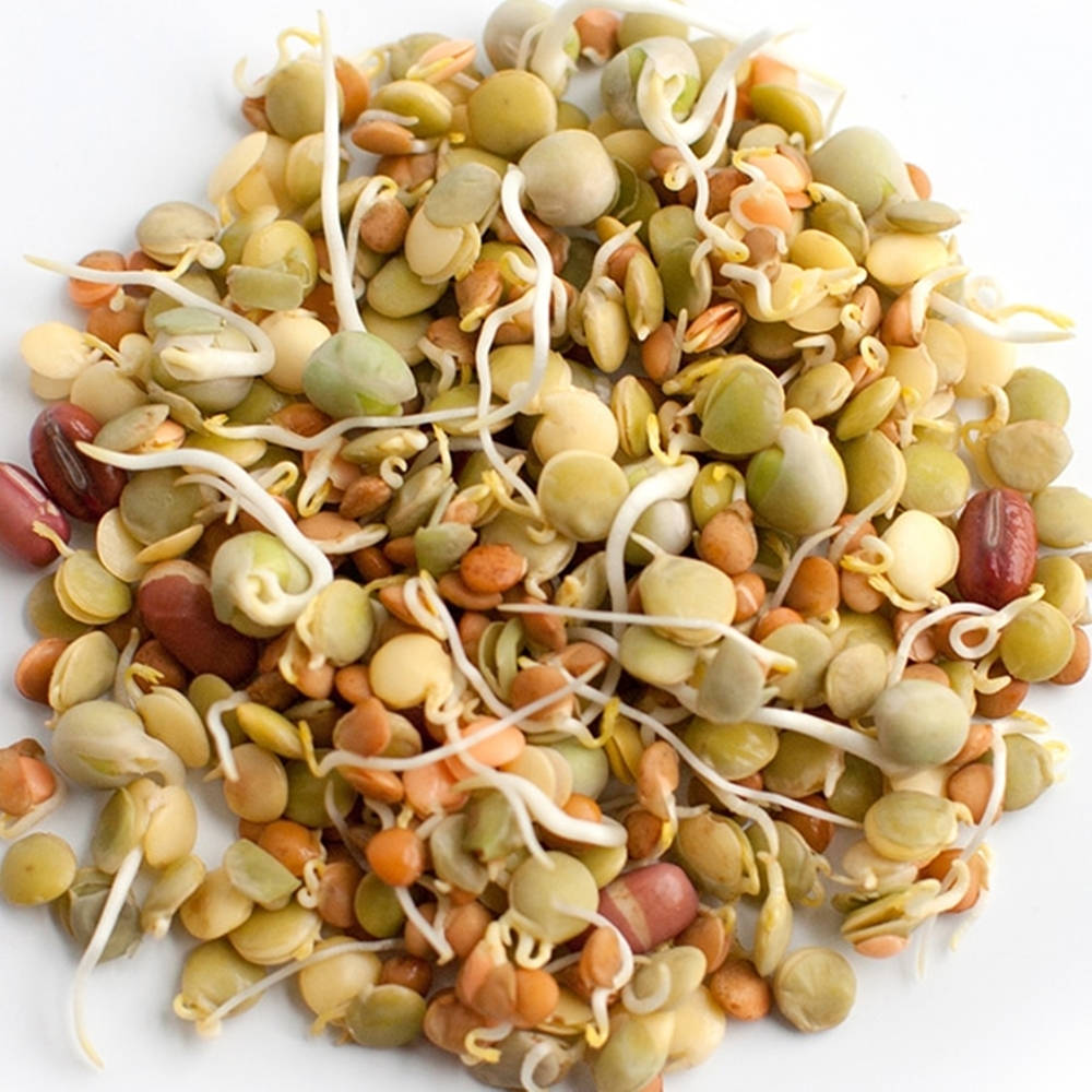 beans 桌布 壁紙 — 一堆色彩繽紛的混合發芽豆類，帶有嫩白的根和色彩斑斕的種皮，置於潔淨的白色背景上。