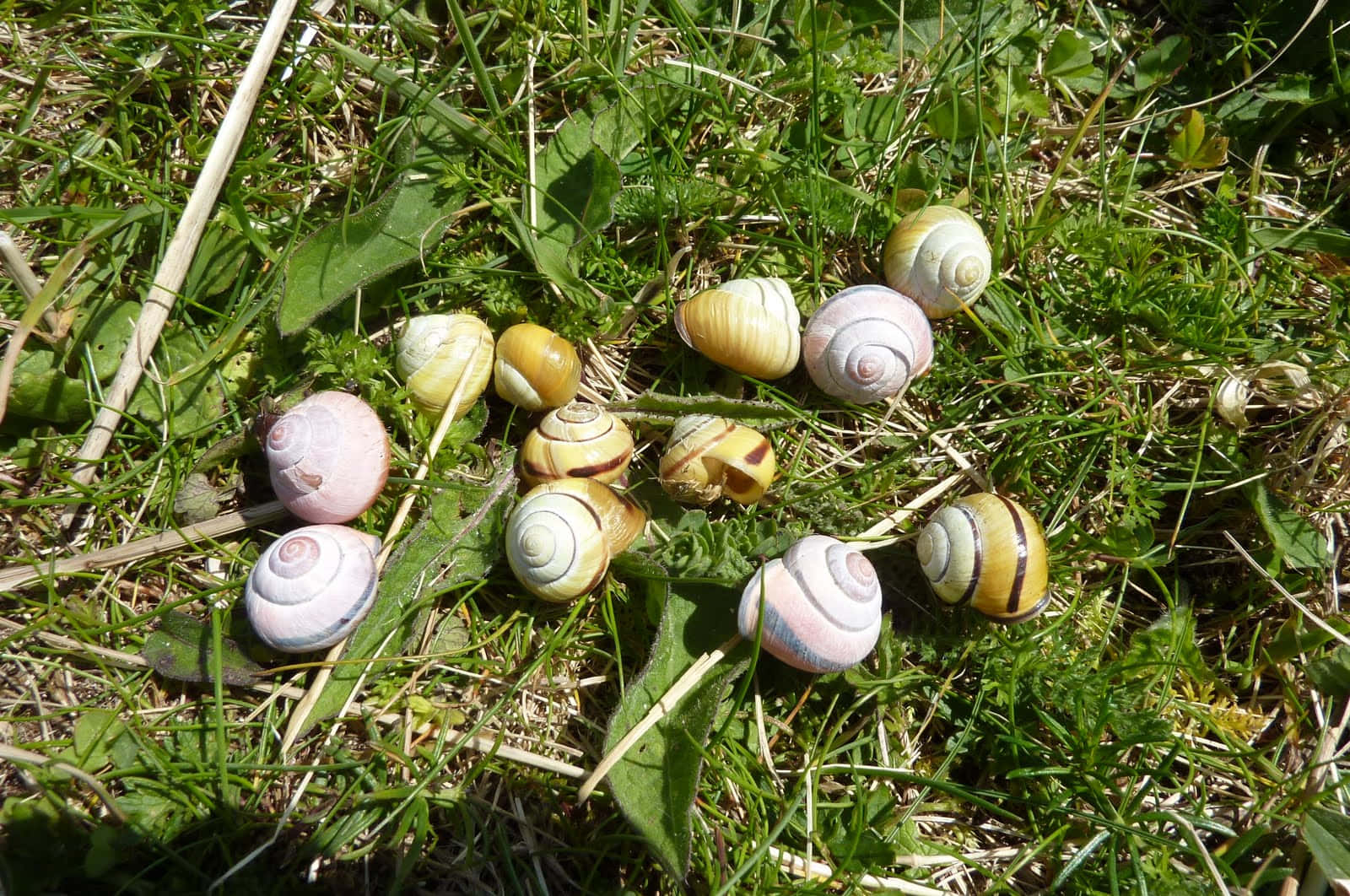 Pink Snail 桌布 壁紙 — 一堆色彩繽紛的蝸牛殼散落在陽光普照的綠草和落葉之間。
