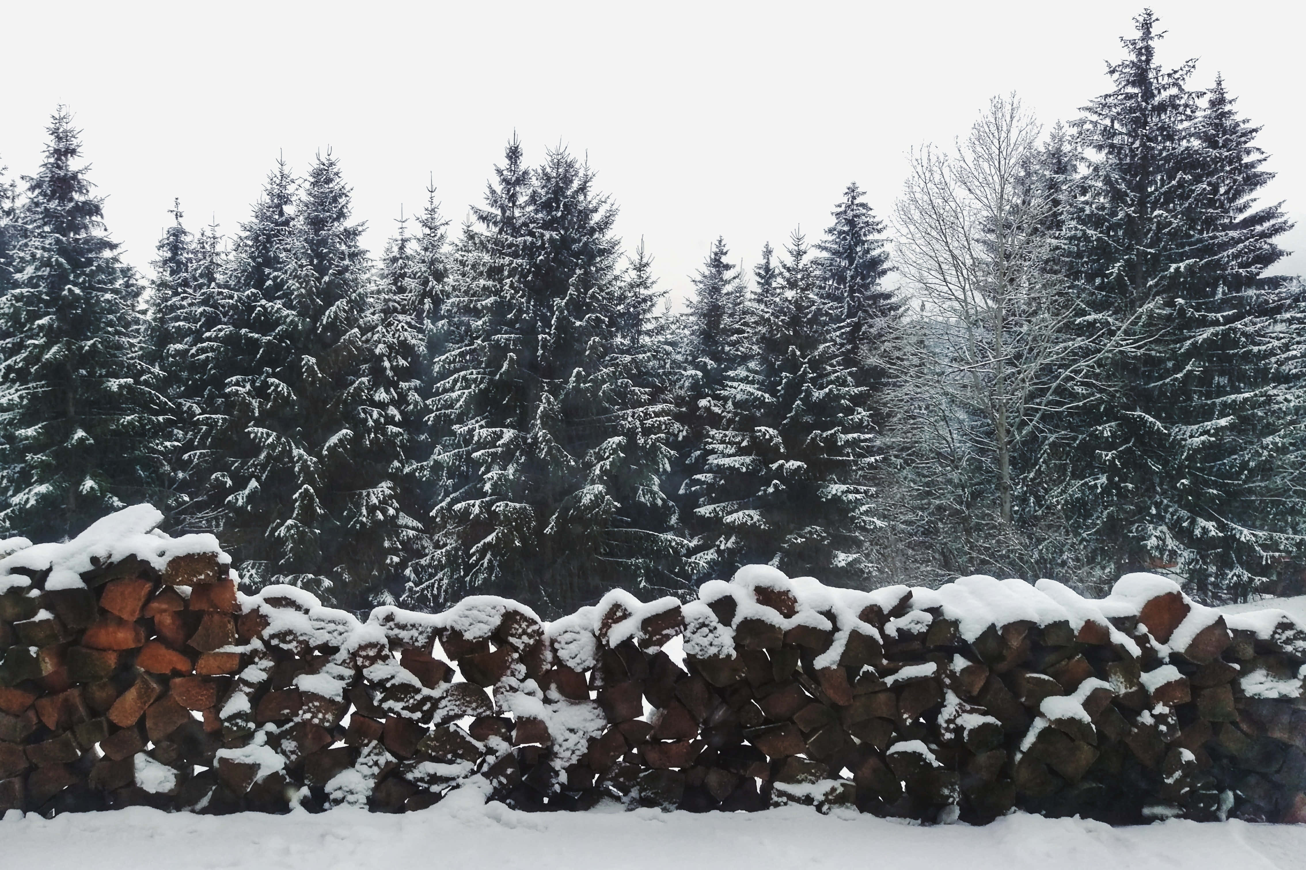 Snowy Forest 桌布 壁紙 — 一堆被雪覆蓋的木頭堆放在常綠樹前，天空多雲的冬日景象。