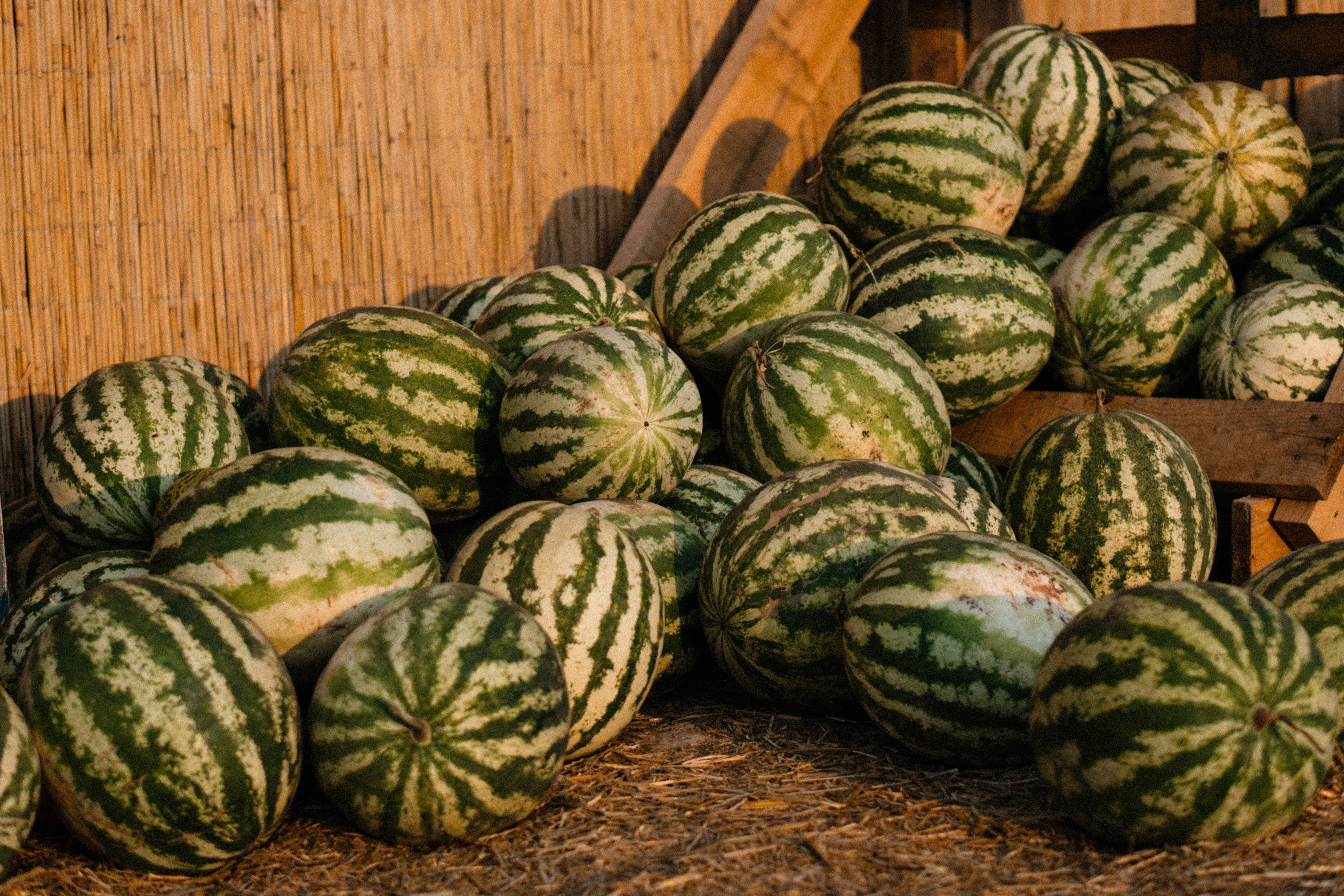Watermelon 桌布 壁紙 — 一堆豐富的條紋西瓜放在稻草上，旁邊有一個木箱，沐浴在溫暖的金色陽光下。