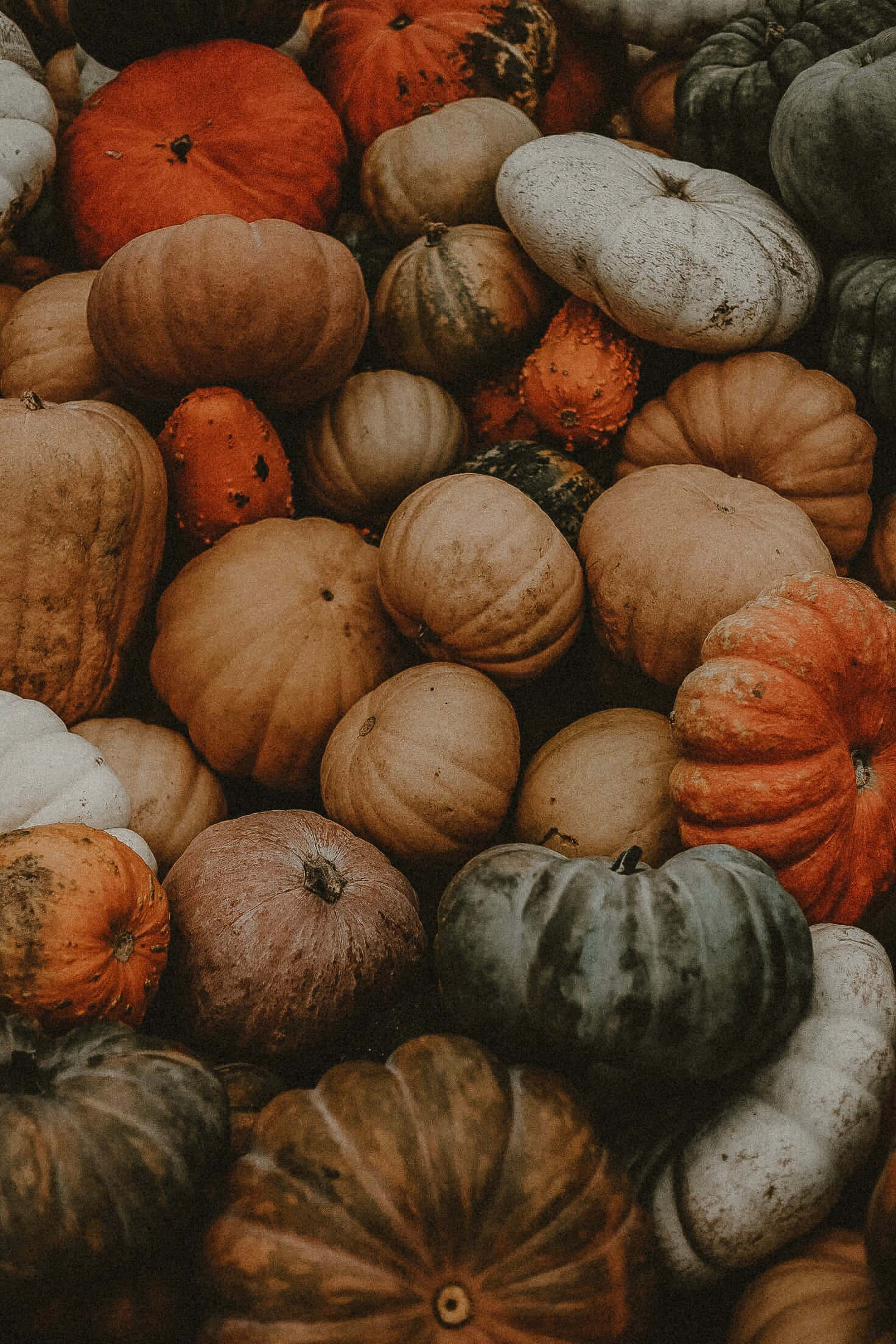 Fall Festival 桌布 壁紙 — 一堆質感豐富、色彩樸實的秋季南瓜和葫蘆。