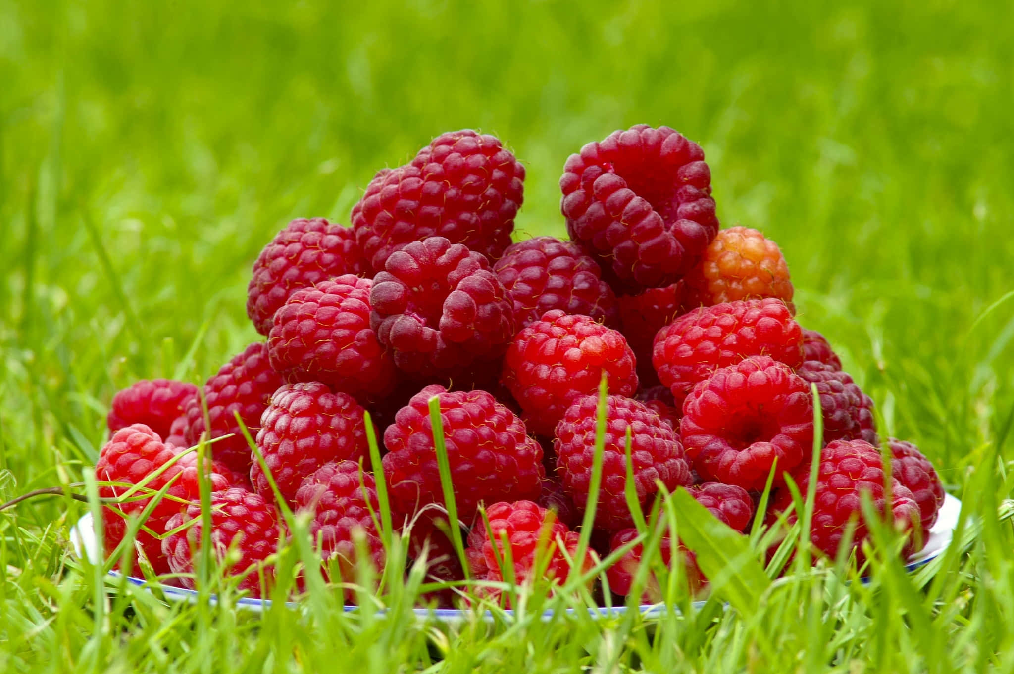 Raspberry 桌布 壁紙 — 一堆鮮豔成熟的紅覆盆子放在一個白色盤子上，盤子置於茂密的綠草中。