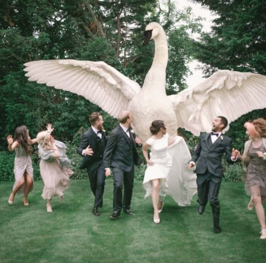 Funny Wedding 桌布 壁紙 — 一場婚禮派對歡樂地跑過翠綠的草坪，身後一隻展開翅膀的巨大白天鵝聳立著。