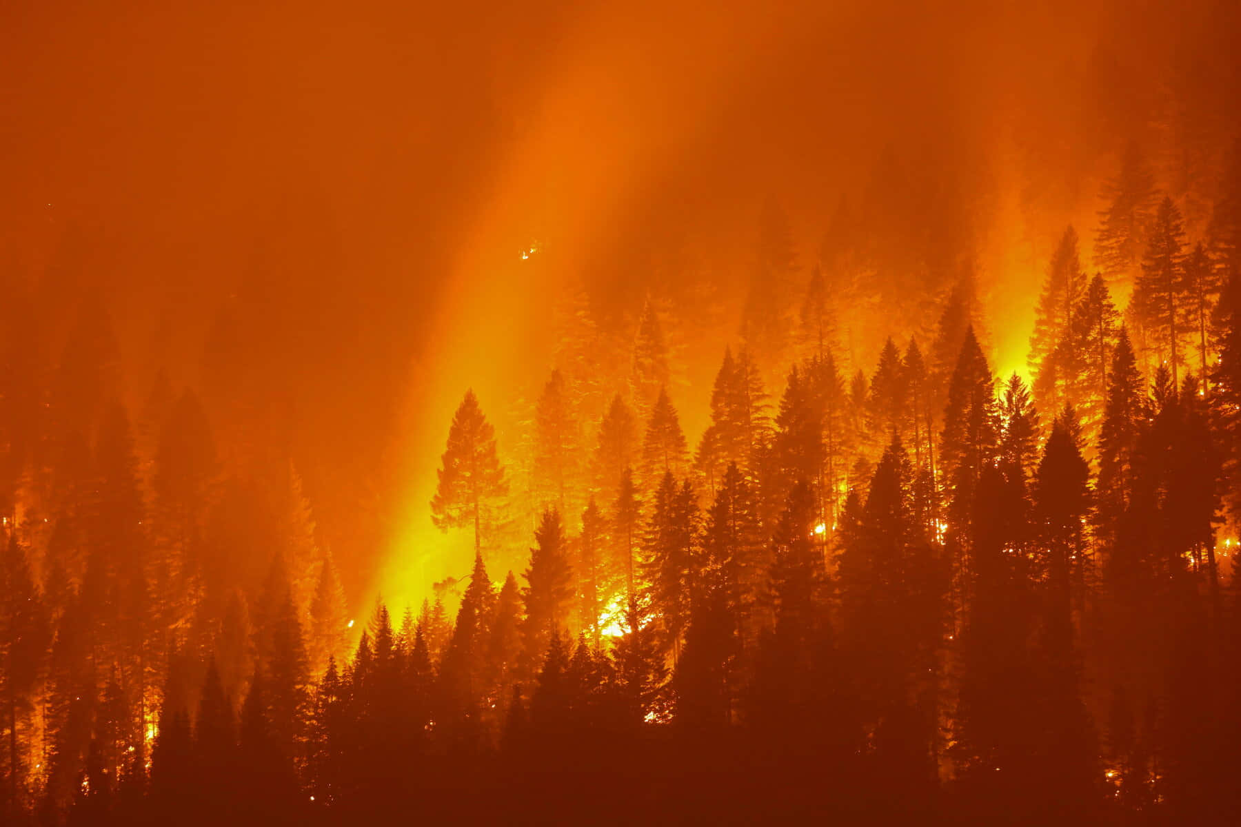 climate change 桌布 壁紙 — 一場猛烈的山火肆虐穿過茂密的松樹林，在煙霧瀰漫的天空中投射出不祥的橙色光芒。