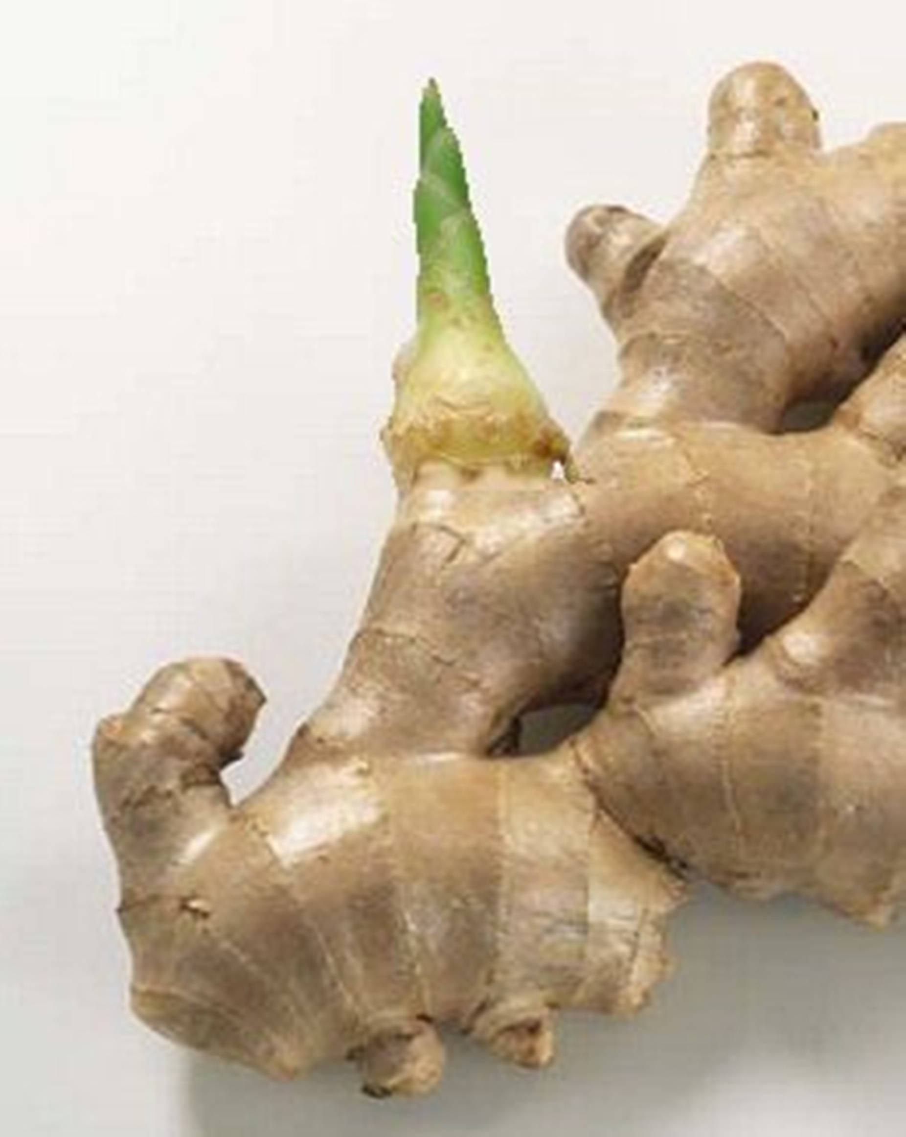 Ginger 桌布 壁紙 — 一塊多節的生薑根部特寫，新鮮的綠色嫩芽從其紋理粗糙的棕色表面冒出，背景為純白色。