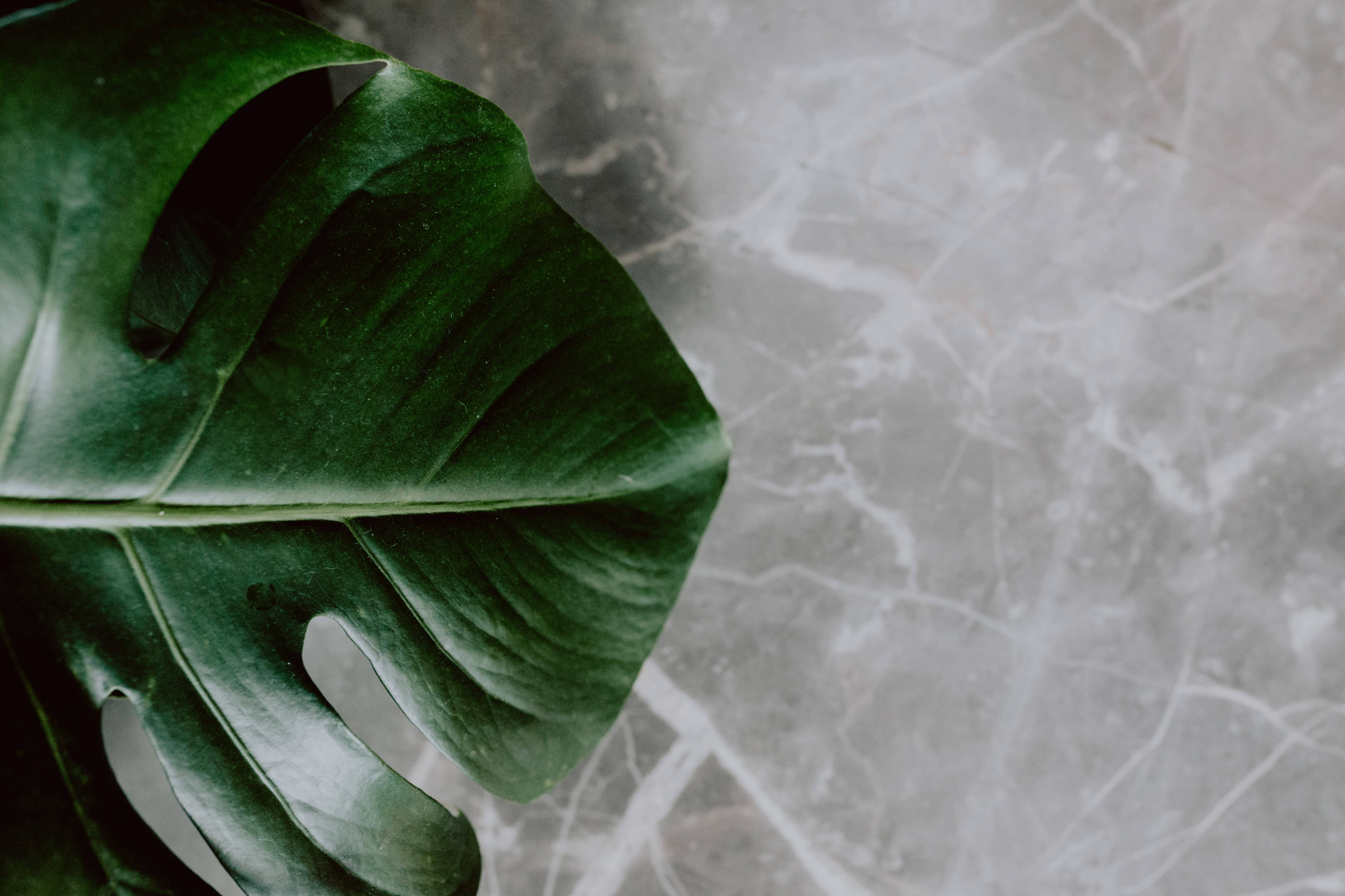 Plant Aesthetic 桌布 壁紙 — 一塊大型有光澤的龜背竹葉放在帶有白色紋理的冷灰色大理石表面上。