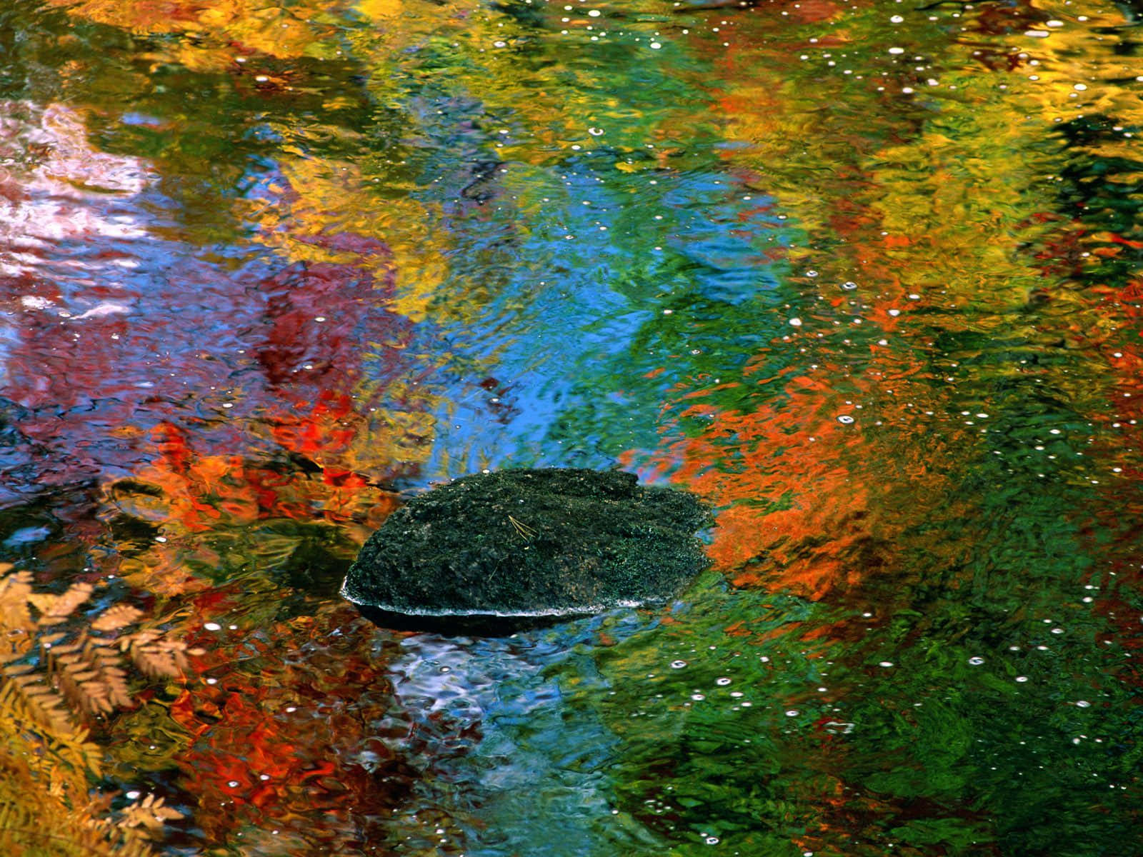 Best Autumn 桌布 壁紙 — 一塊深色長滿苔蘚的石頭躺在清澈的水中，倒映著火紅、橙、黃和綠色的鮮豔秋葉。