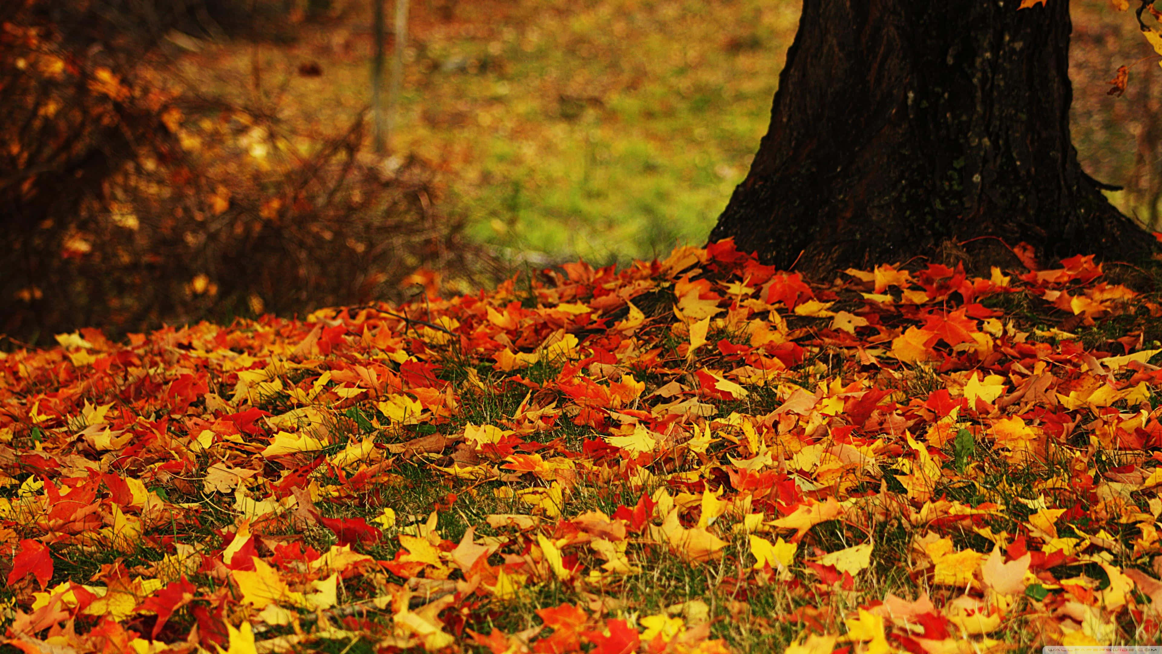 Autumn Foliage 桌布 壁紙 — 一塊由鮮豔的紅色、橙色和黃色楓葉組成的地毯，覆蓋著秋天一棵深色樹幹底部的草地。