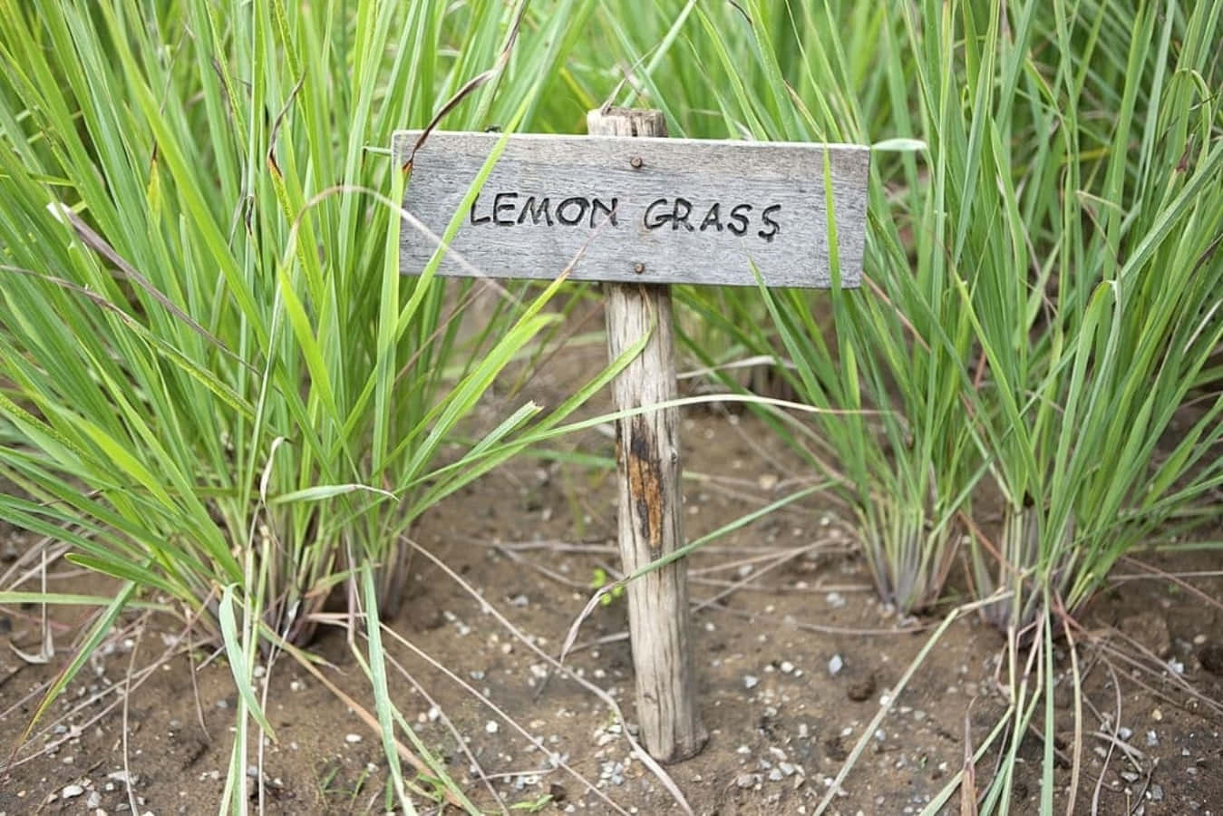 Grass 桌布 壁紙 — 一塊風化的木牌上寫著檸檬草，矗立在一片生長在肥沃土壤中的高大綠色莖桿中。