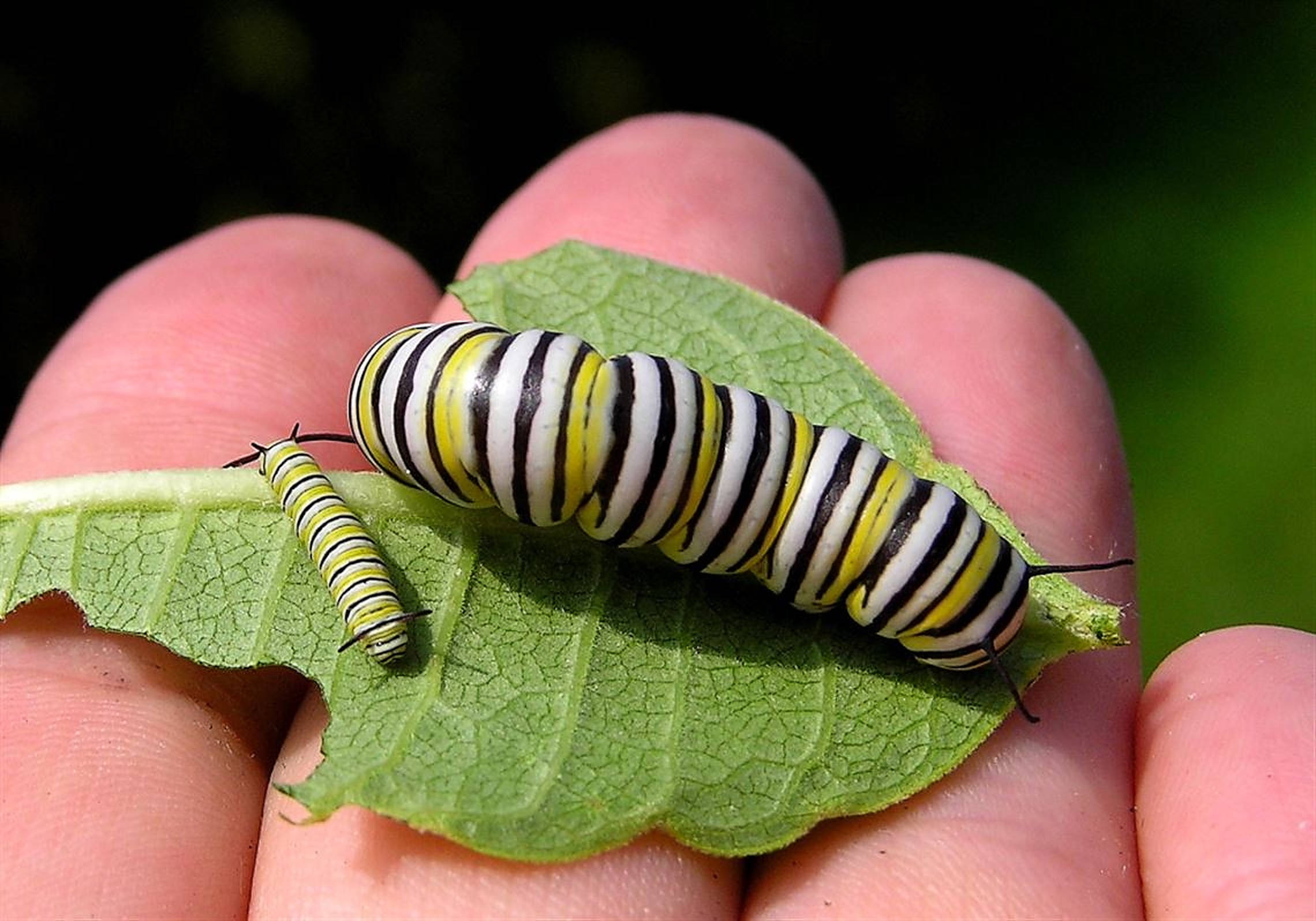 Caterpillar Insect 桌布 壁紙 — 一大一小帝王斑蝶毛蟲，帶有鮮明的黃、黑、白條紋，停在一片綠葉上，葉子被人手輕輕握住。