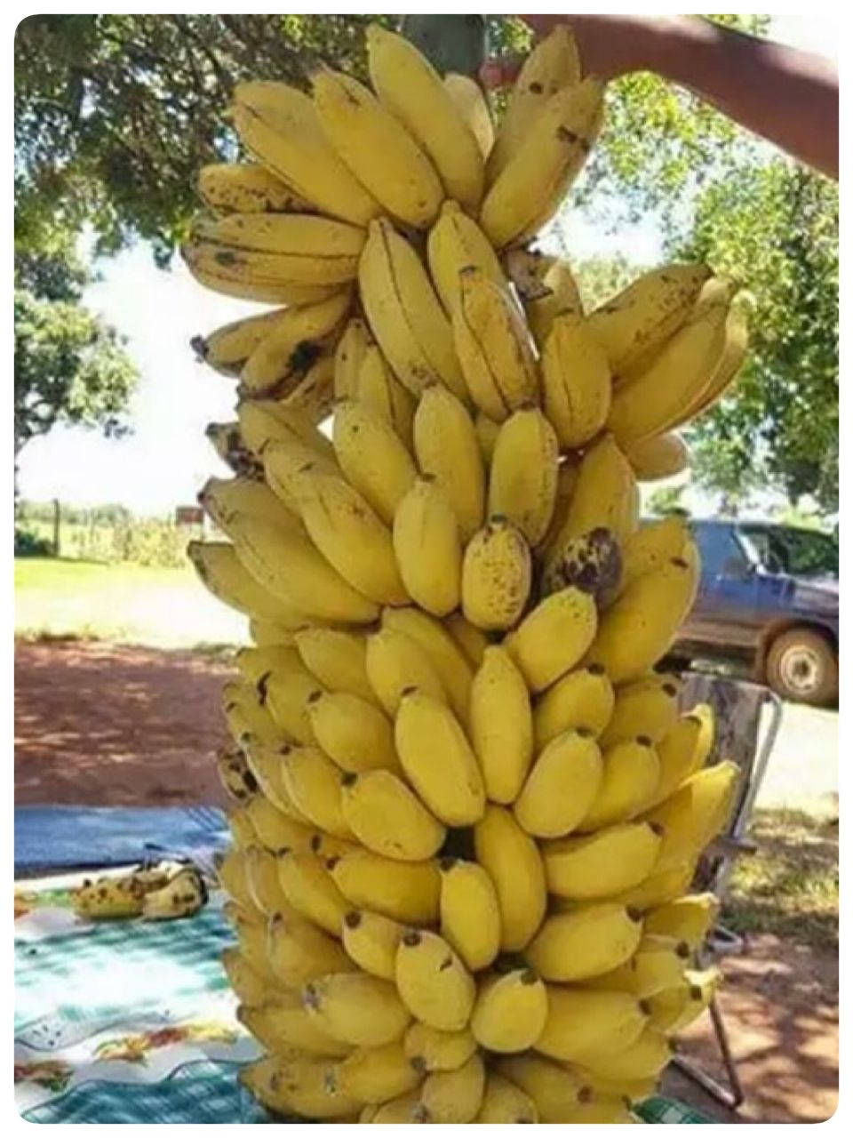 Plantain 桌布 壁紙 — 一大串成熟的黃色香蕉掛在戶外，在明亮的陽光下，背景有樹木和一輛藍色卡車。