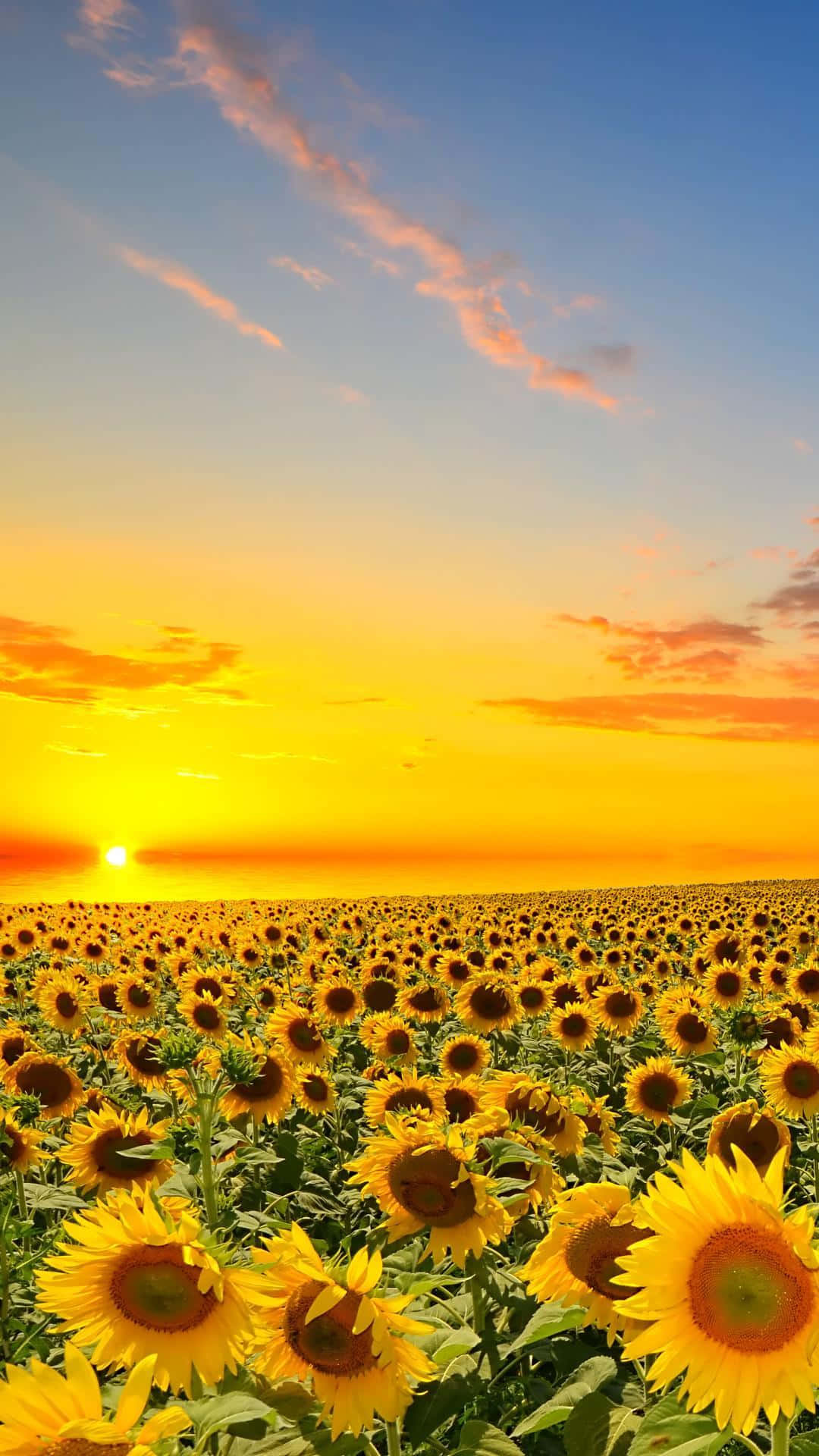 Sunflower Aesthetic iPhone 桌布 壁紙 — 一大片向日葵田向著充滿活力的日落天空延伸，天空中有橙色雲彩和地平線上閃耀的太陽。