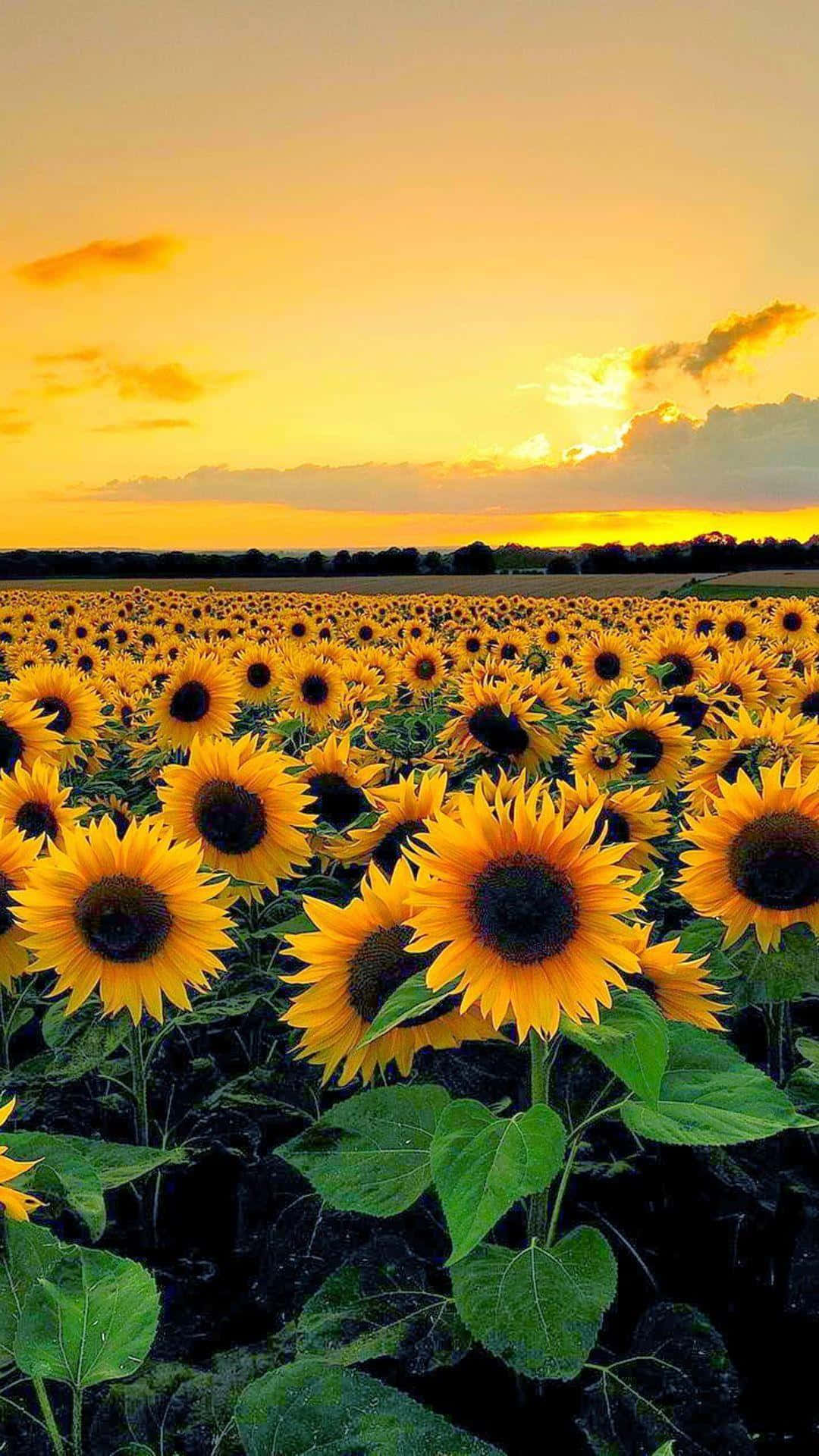 Aesthetic Sunflower 桌布 壁紙 — 一大片向日葵田向著帶有柔和雲彩的金色日落天空延伸。