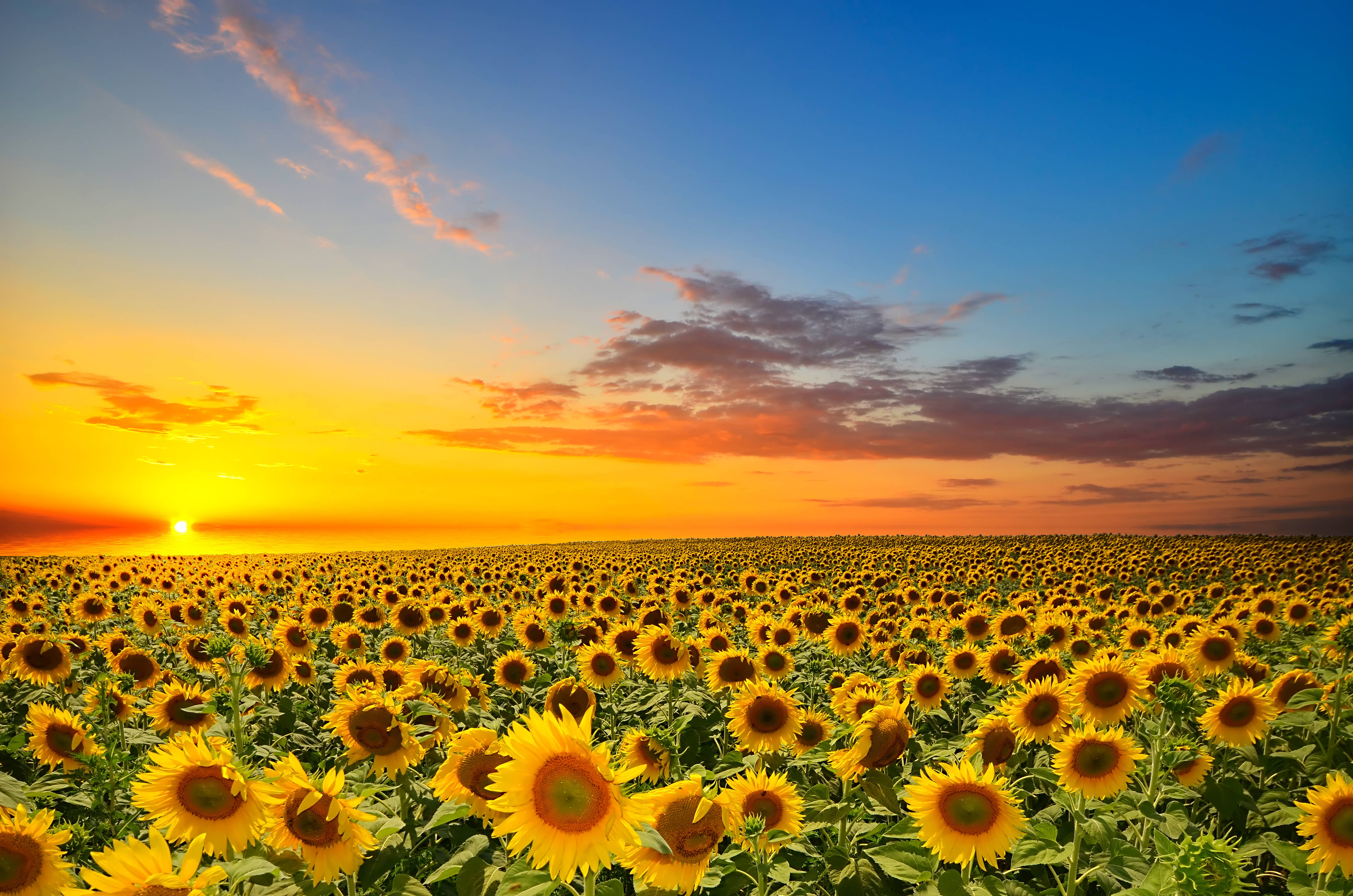 Sunflowers And Roses 桌布 壁紙 — 一大片向日葵田向著由橙、粉紅和藍色調繪成的鮮豔日落天空延伸。