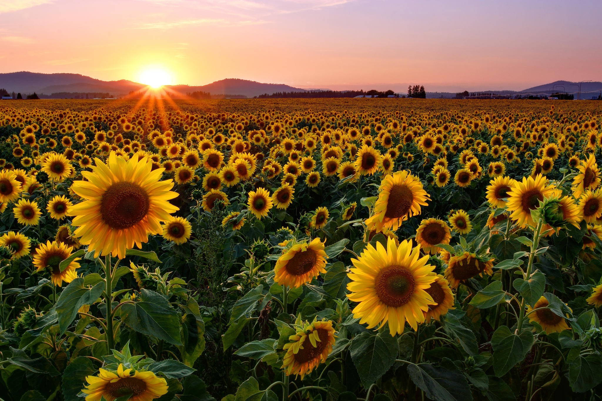 Sunflower Desktop 桌布 壁紙 — 一大片向日葵田向著閃耀的夕陽延伸，燦爛的陽光穿透地平線。