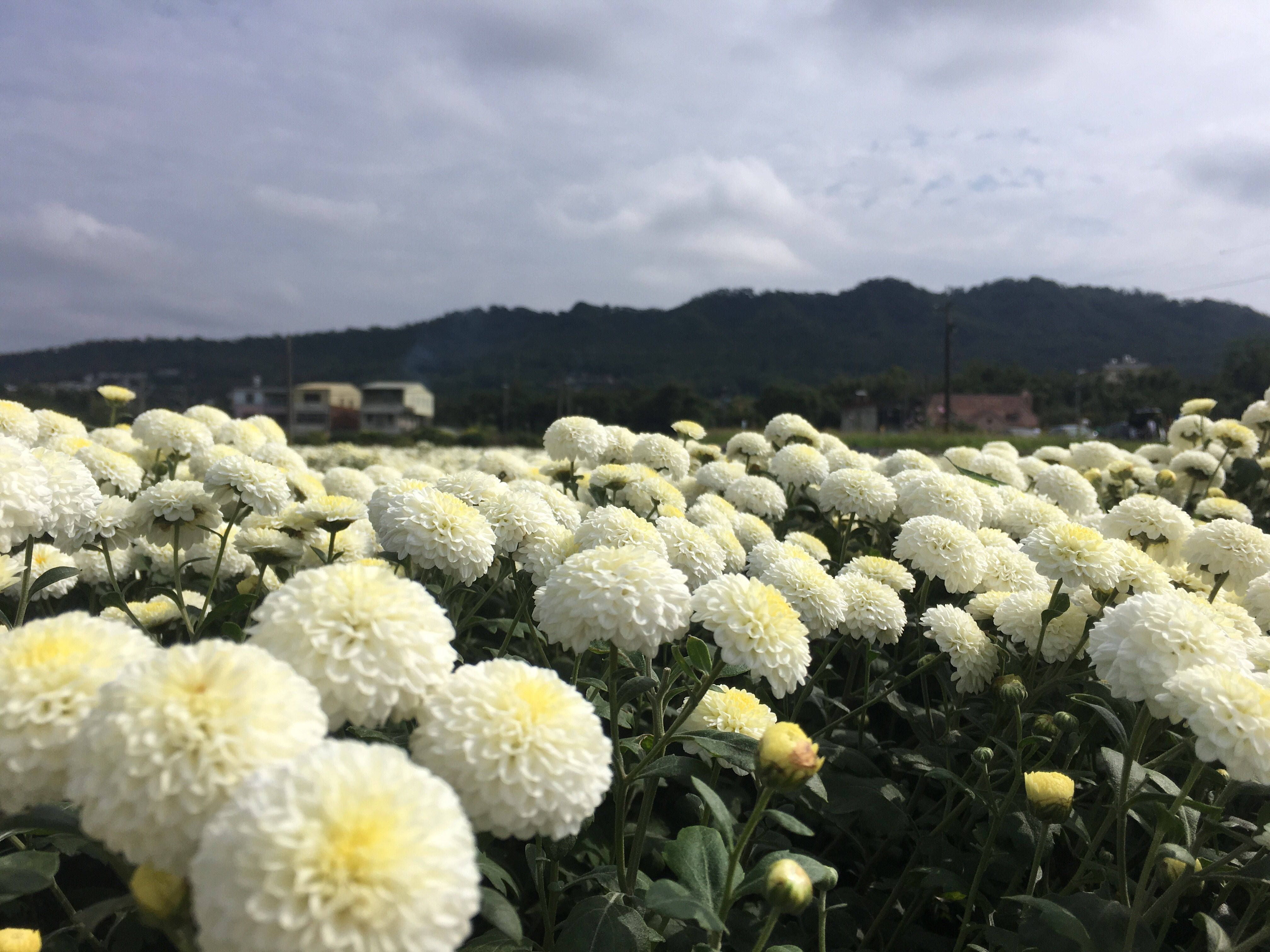 Chrysanthemum 桌布 壁紙 — 一大片奶油白色菊花在陰天盛開，遠處有綠色山丘。