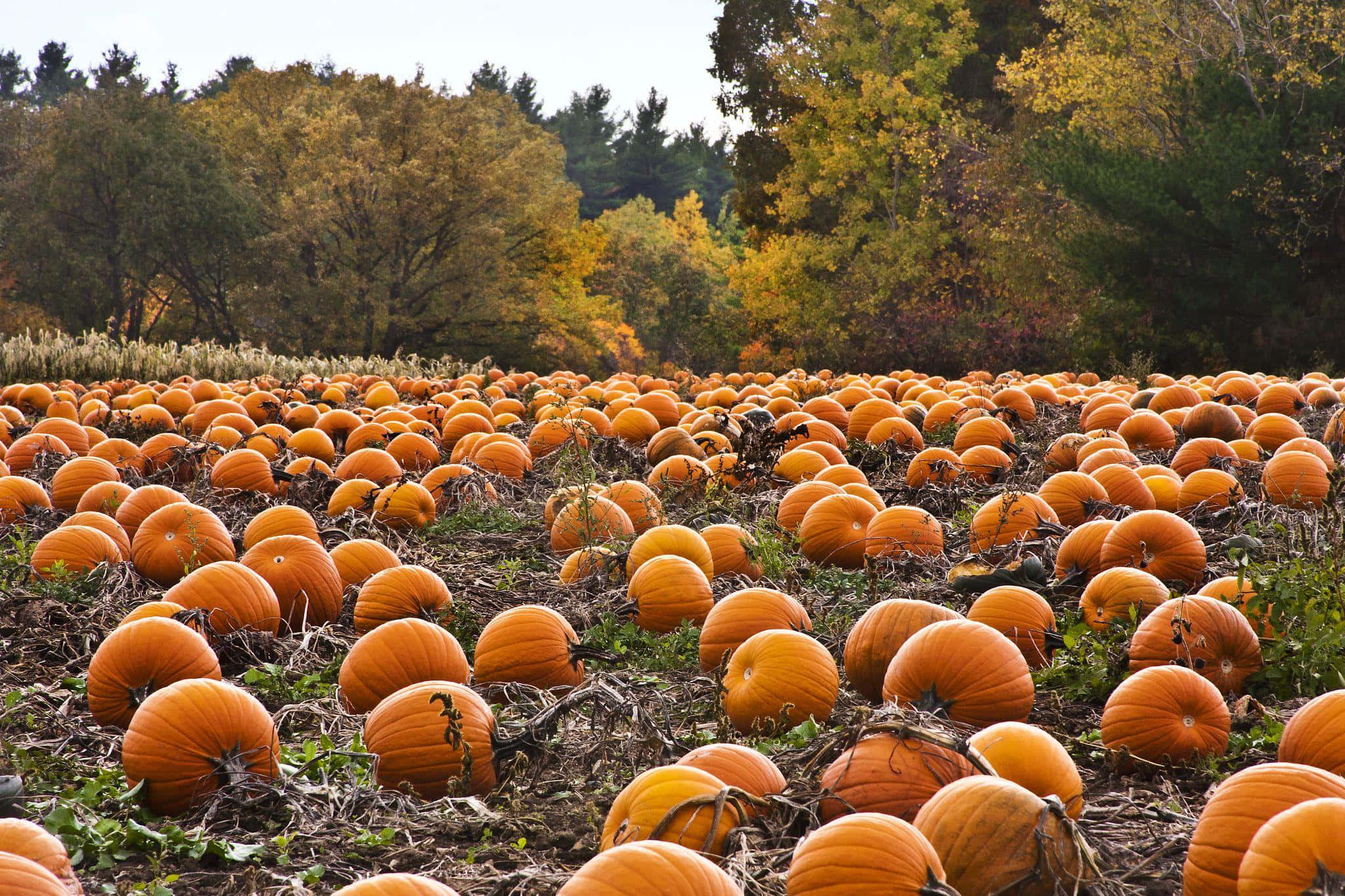 Fall Pumpkin 桌布 壁紙 — 一大片成熟的橙色南瓜田，在秋日金黃樹葉的樹下延伸。