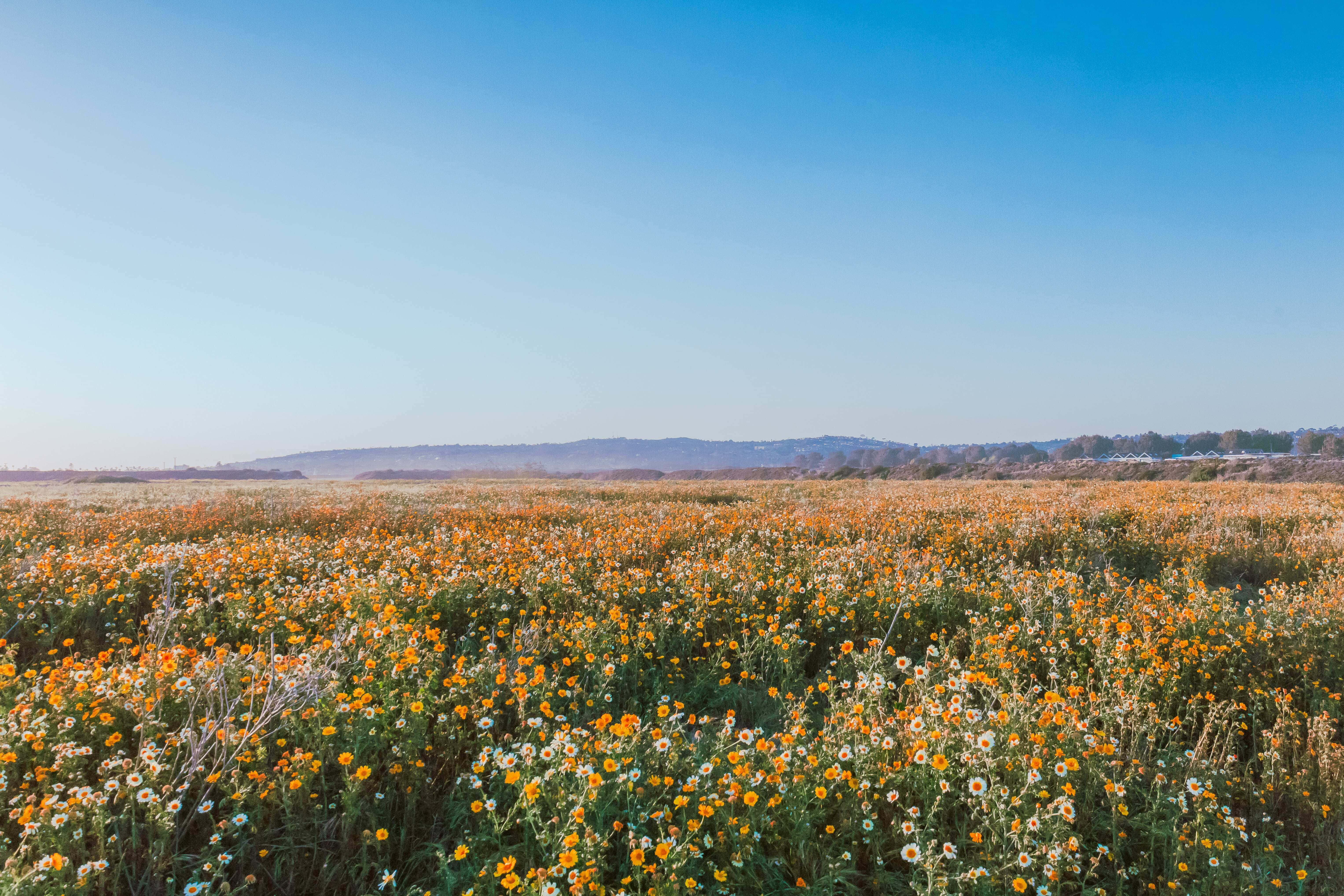 Flower Field 桌布 壁紙 — 一大片橙色和白色野花在晴朗藍天下延伸，地平線上有遠山。