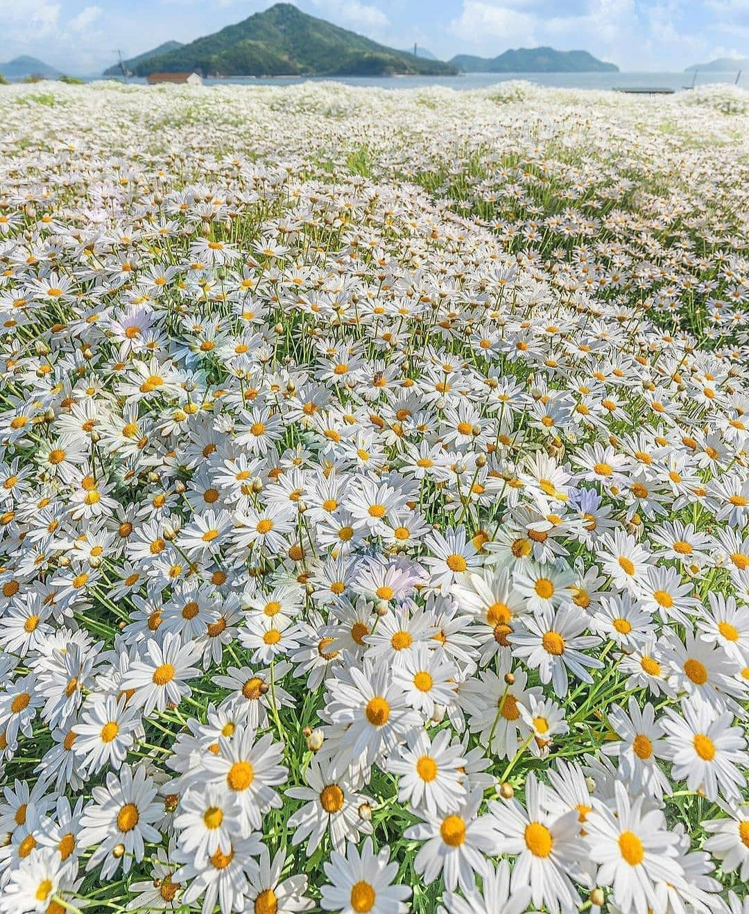 Spring iPhone 桌布 壁紙 — 一大片白色雛菊，黃色花心，在明亮的藍天下向遠處的綠色島嶼延伸。