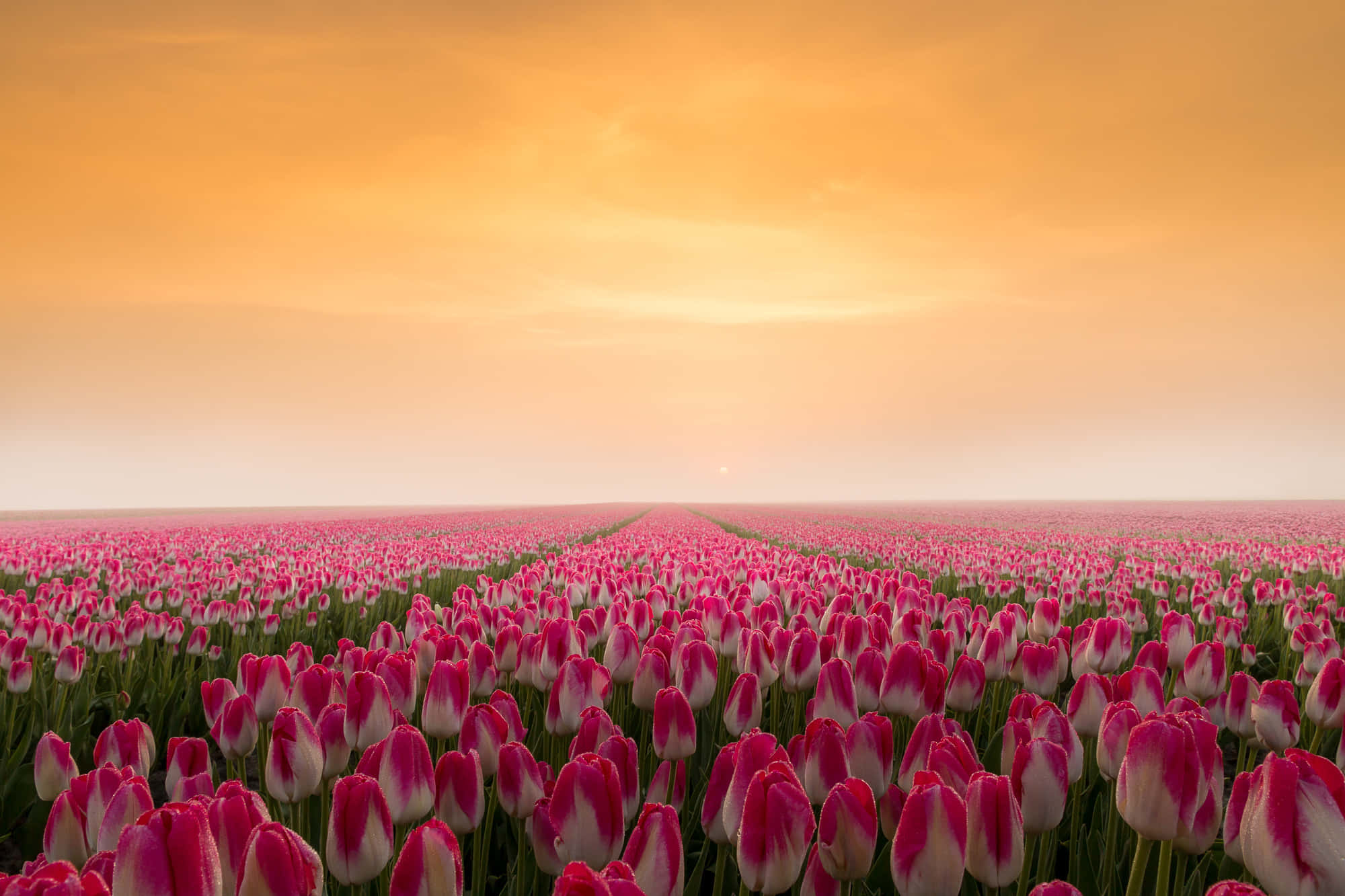 Tulip Field 桌布 壁紙 — 一大片粉紅色和白色的鬱金香花田，在溫暖的金色日落天空下延伸至地平線。