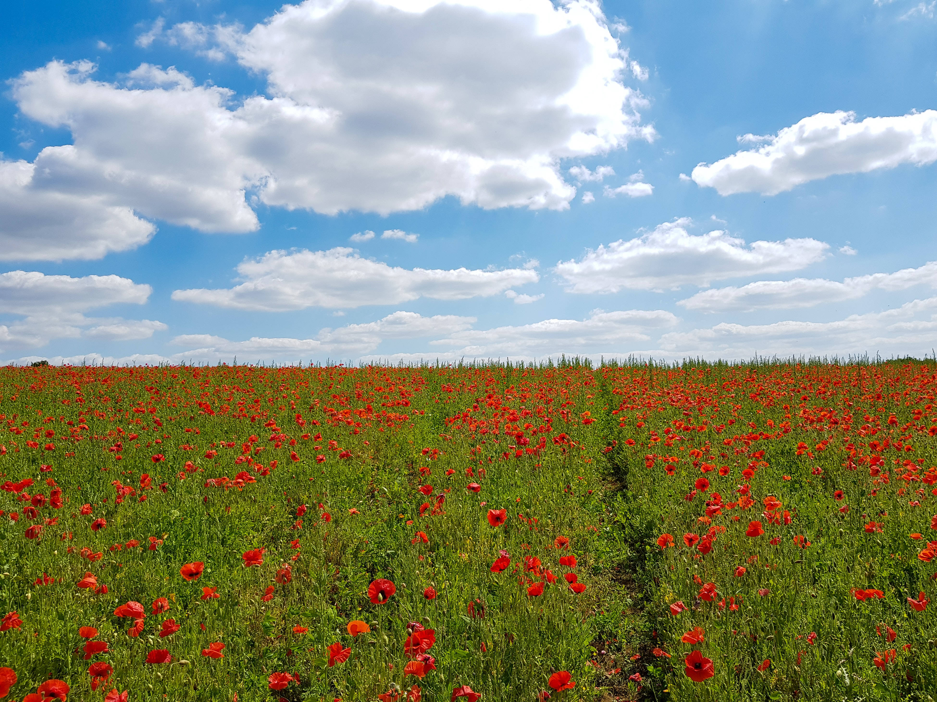 Poppy 桌布 壁紙 — 一大片紅色罌粟花田在明亮藍天和 fluffy 白雲下搖曳。