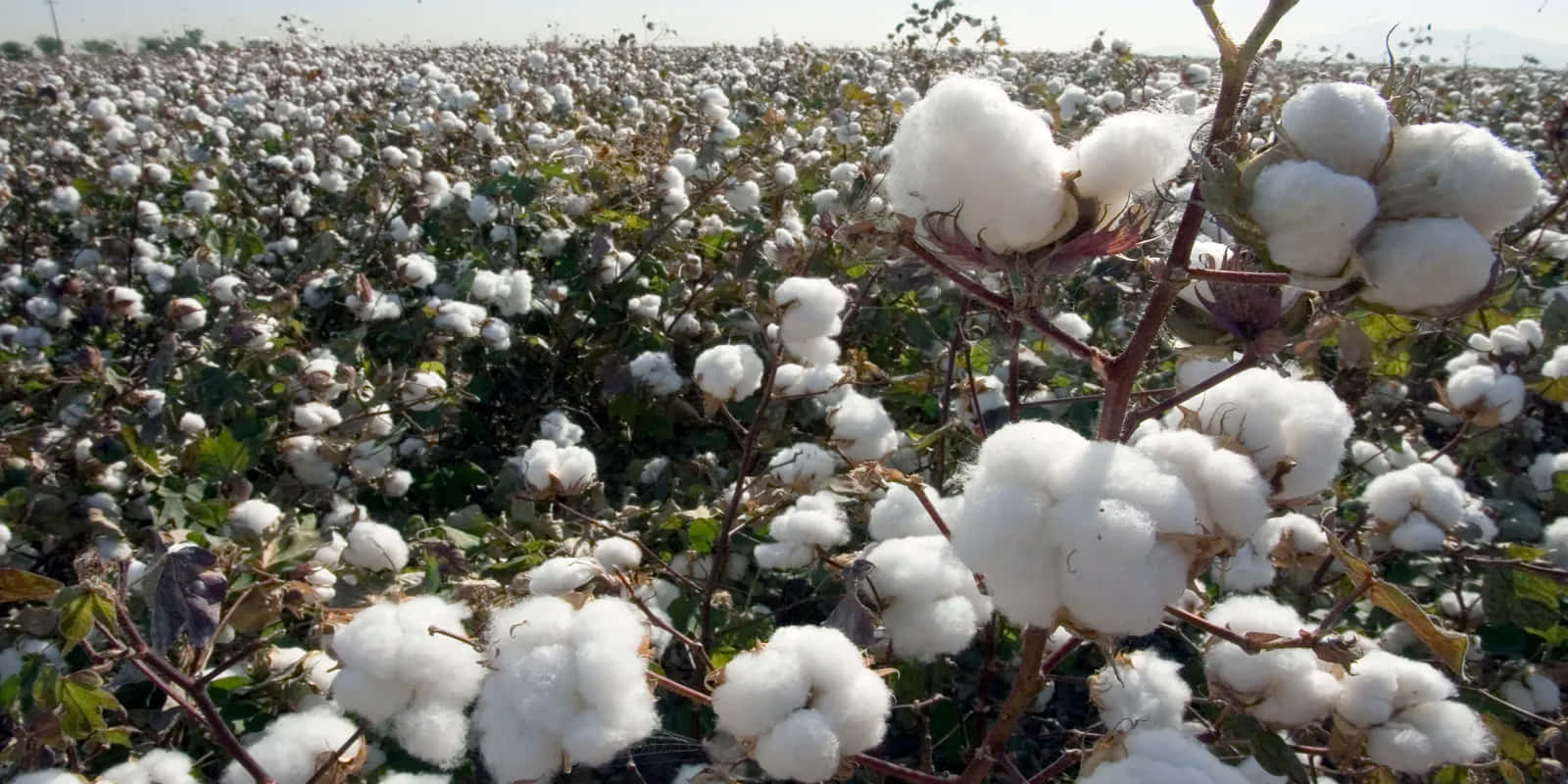 Cotton Field 桌布 壁紙 — 一大片蓬鬆白色棉鈴在明亮的日光下，在綠葉間輕輕搖曳。