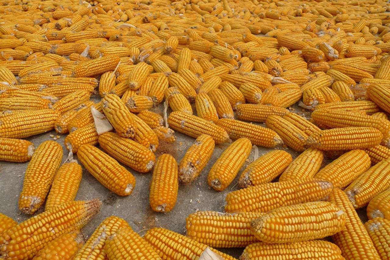 Corn 桌布 壁紙 — 一大片金黃色的玉米穗散佈在混凝土表面上，在明亮的日光下。