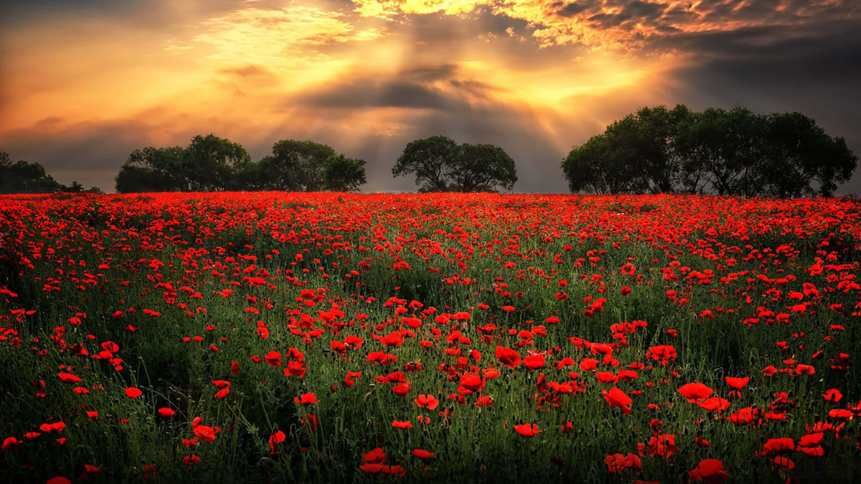 Poppy Field 桌布 壁紙 — 一大片鮮紅的罌粟花田在戲劇性的日落天空下搖曳，金色光芒穿透烏雲。