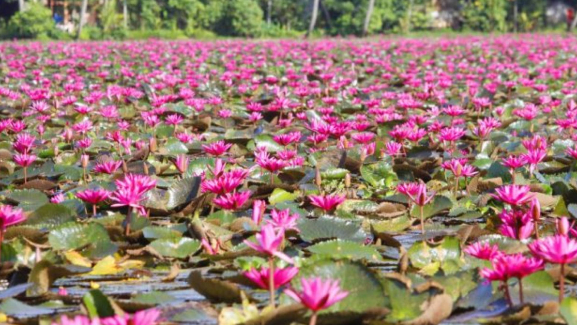 Water Lily 桌布 壁紙 — 一大片鮮豔的粉紅色睡蓮在明亮的日光下，於寧靜的池塘中盛開。