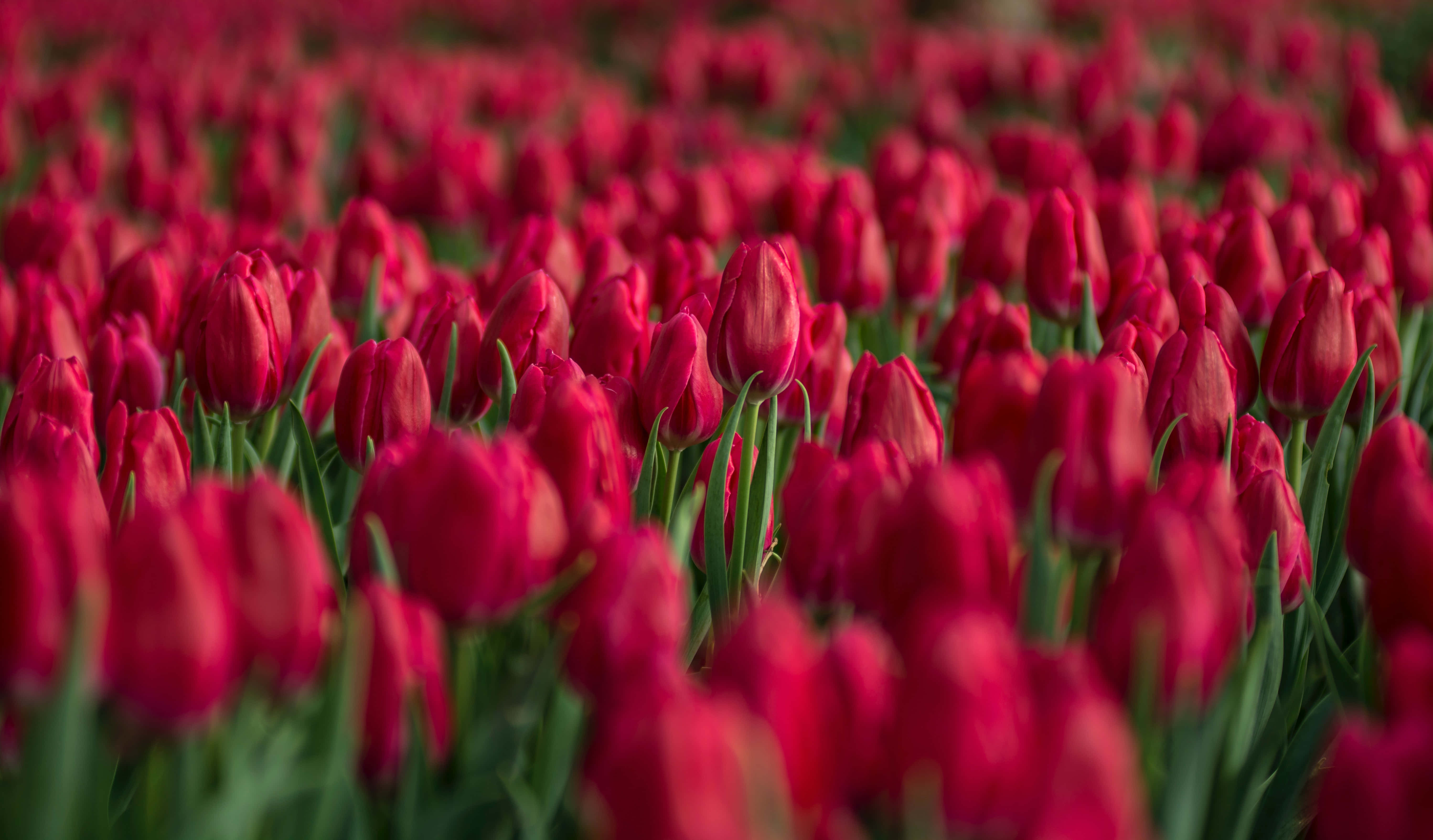 Tulip Field 桌布 壁紙 — 一大片鮮豔的紅色鬱金香田野延伸到遠方，前景柔和對焦，中景花朵清晰。