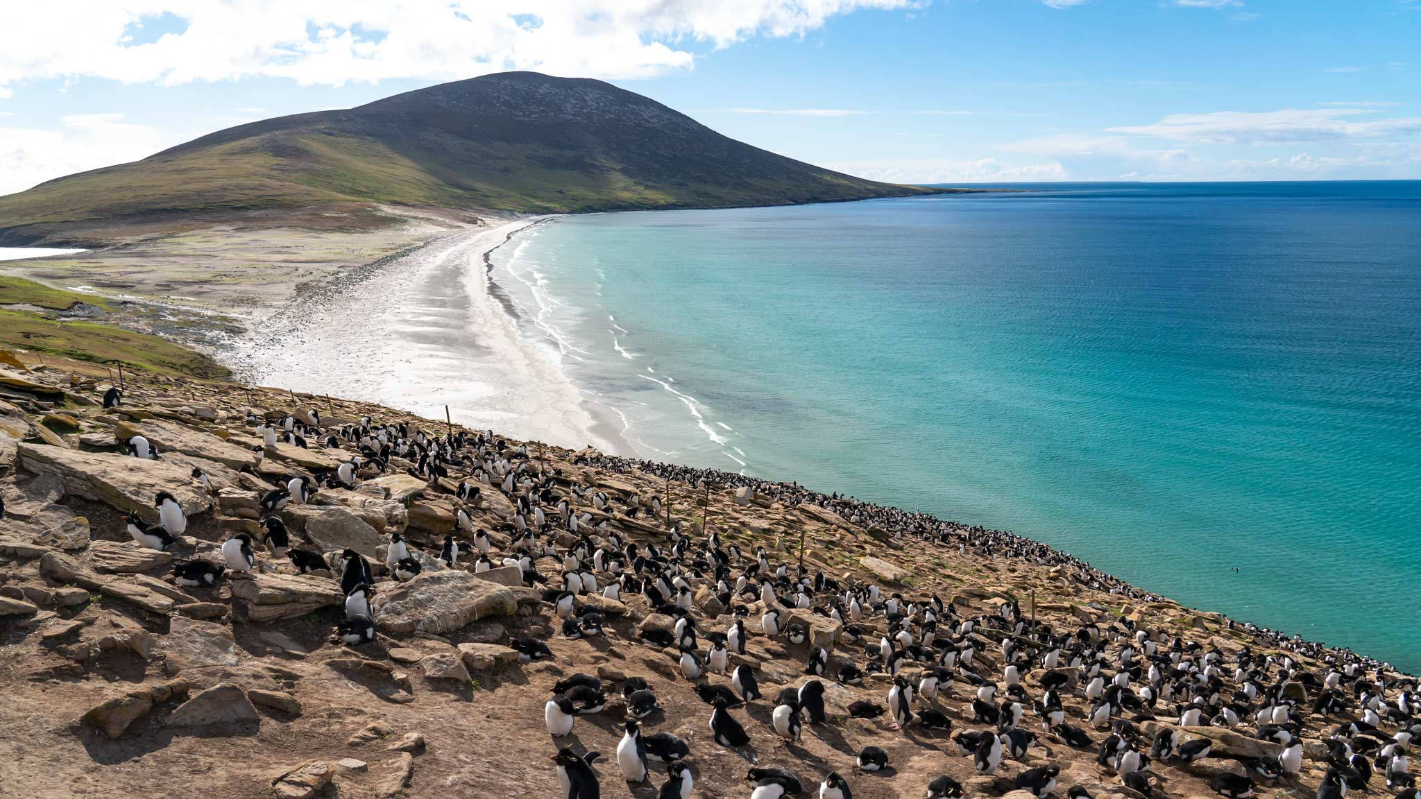 South America 桌布 壁紙 — 一大群企鵝聚集在陽光普照的岩石上，旁邊是碧綠色的海灘，上方是明亮的藍天。