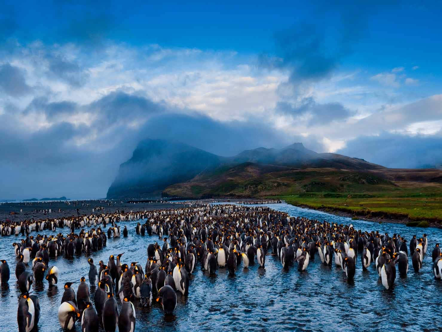 National Geographic Desktop 桌布 壁紙 — 一大群國王企鵝在戲劇性的多雲天空下，背景有霧氣繚繞的山脈，涉水穿過淺水區。