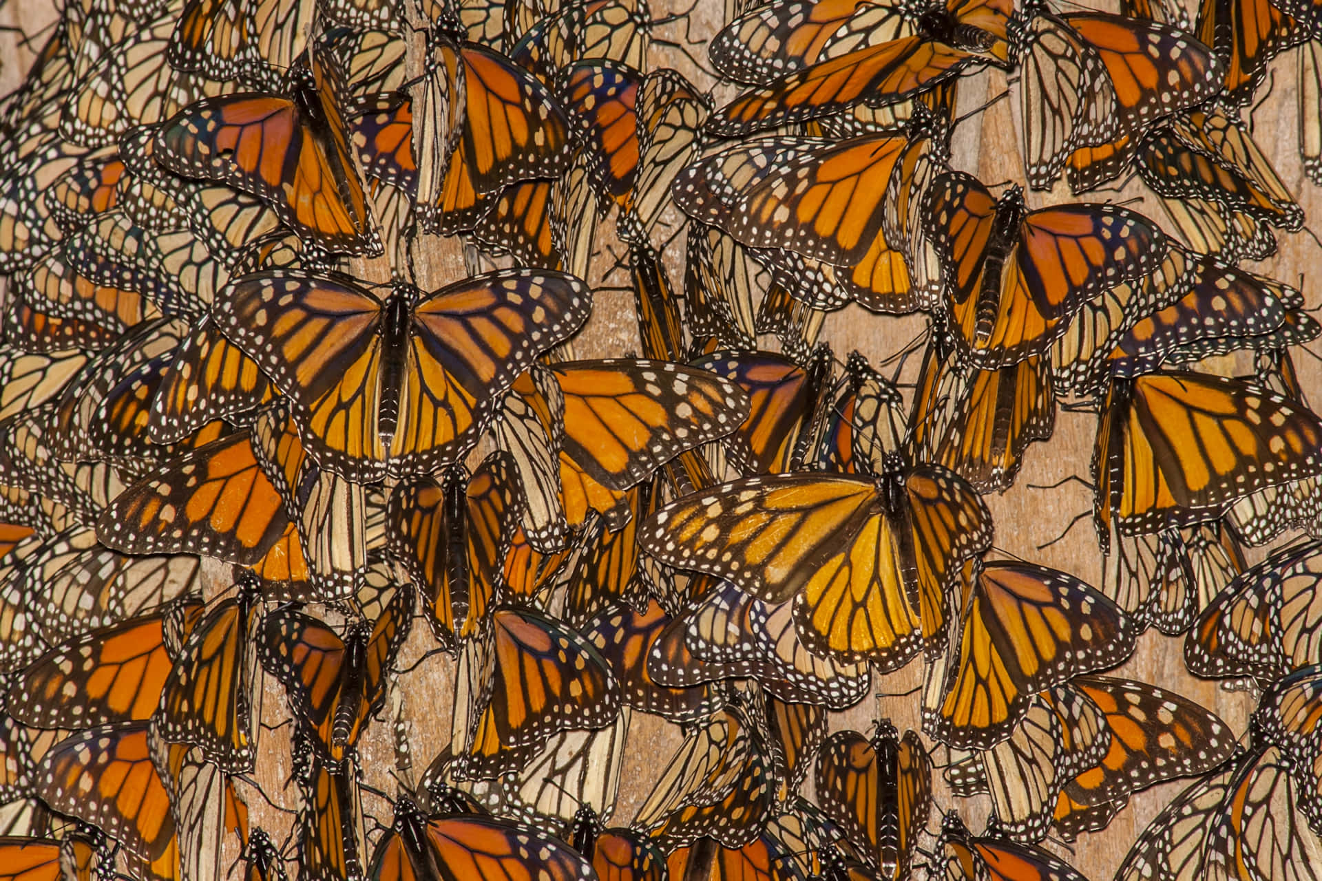 Monarch Butterfly 桌布 壁紙 — 一大群帶有橙色翅膀和黑色脈絡的帝王蝶，聚集在有紋理的木質表面上。