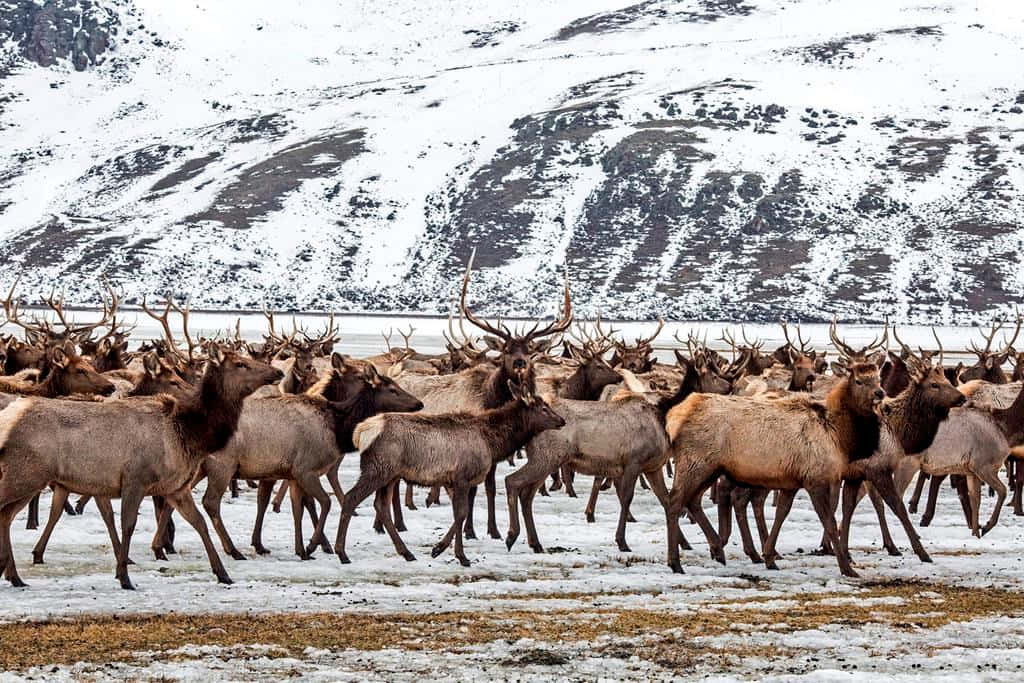 Elk 桌布 壁紙 — 一大群擁有令人印象深刻鹿角的麋鹿，在白雪覆蓋的山脈背景下，穿越雪地遷徙。