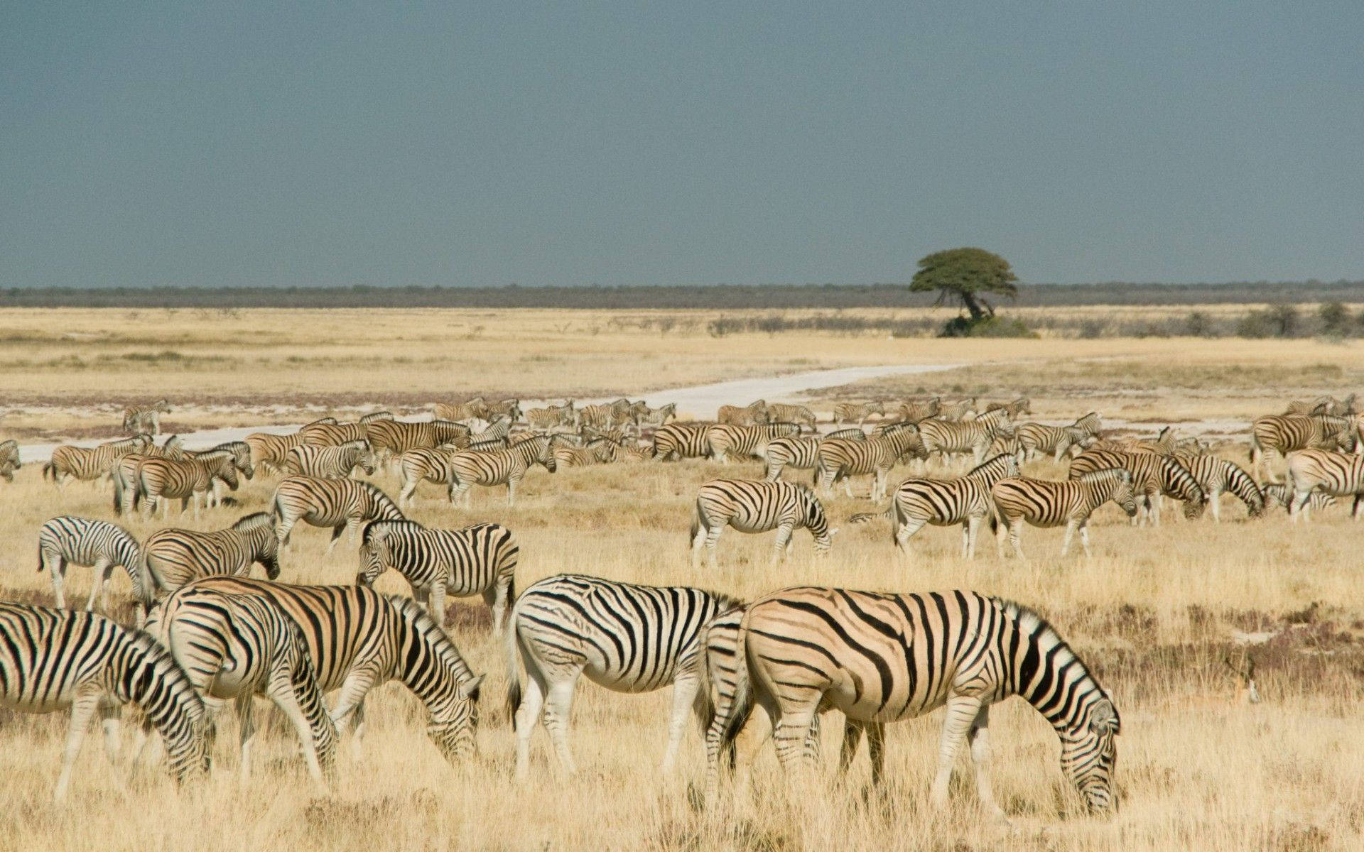Namibia 桌布 壁紙 — 一大群斑馬在金色草原上吃草，天空朦朧，遠處有一棵孤獨的金合歡樹。