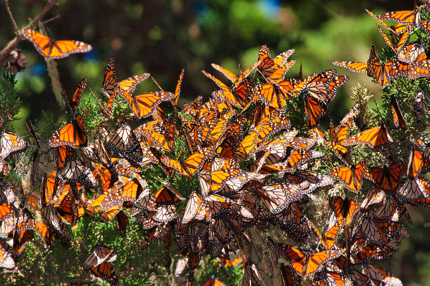 Butterfly Migration 桌布 壁紙 — 一大群橙色翅膀帶黑色脈絡的帝王斑蝶，在明亮的陽光下聚集在綠色葉片上休息。