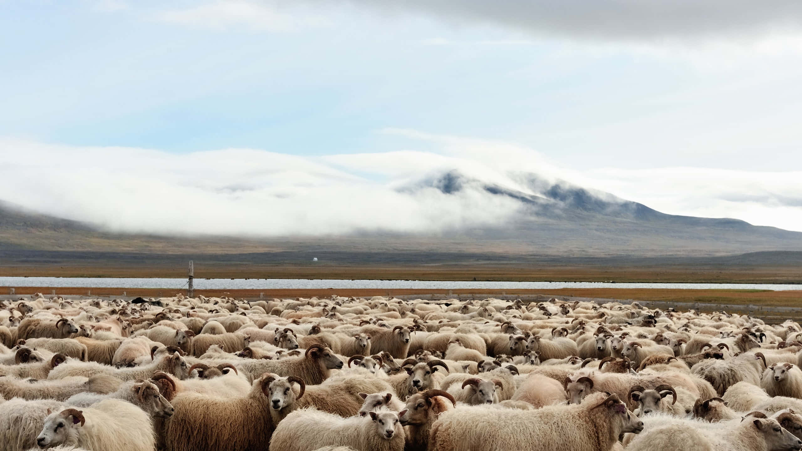 Sheep 桌布 壁紙 — 一大群毛茸茸的綿羊佈滿了草地平原，天空多雲，遠處有霧氣繚繞的山巒。