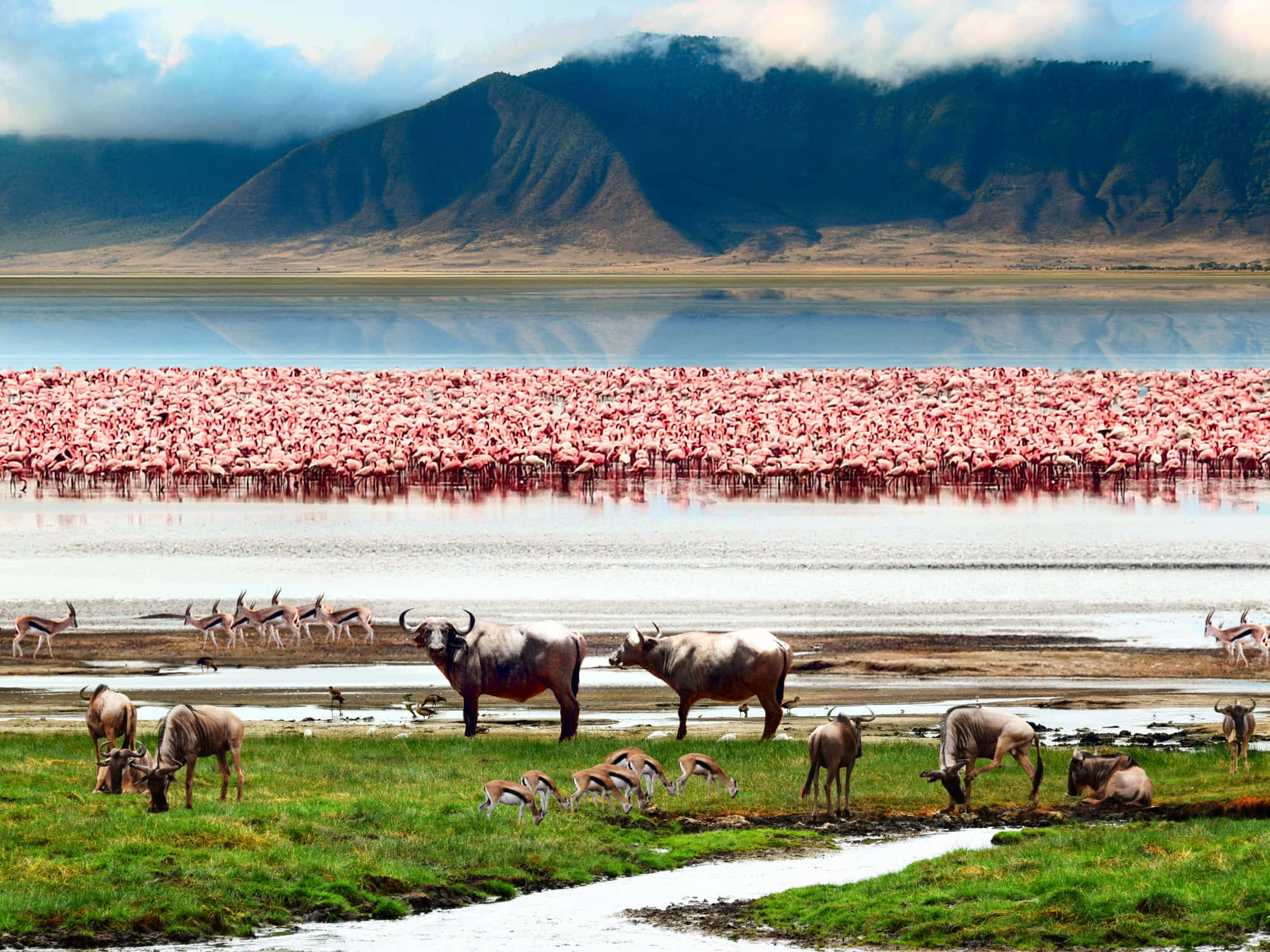 Tanzania 桌布 壁紙 — 一大群粉紅火烈鳥在霧氣籠罩的山脈前涉水而過，而角馬和瞪羚在綠色的岸邊吃草。